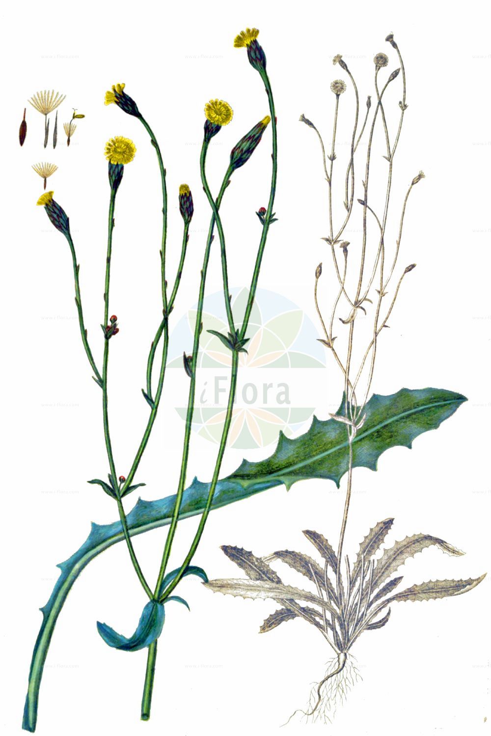 Historische Abbildung von Hypochaeris glabra (Kahles Ferkelkraut - Smooth Cat's-ear). Das Bild zeigt Blatt, Bluete, Frucht und Same. ---- Historical Drawing of Hypochaeris glabra (Kahles Ferkelkraut - Smooth Cat's-ear). The image is showing leaf, flower, fruit and seed.(Hypochaeris glabra,Kahles Ferkelkraut,Smooth Cat's-ear,Hypochaeris balbisii,Hypochaeris glabra,Hypochaeris simplex,Kahles Ferkelkraut,Smooth Cat's-ear,Cat's-ear,False Dandelion,Hypochaeris,Ferkelkraut,Cat's Ear,Asteraceae,Korbblütengewächse,Daisy family,Blatt,Bluete,Frucht,Same,leaf,flower,fruit,seed,Oeder (1761-1883))