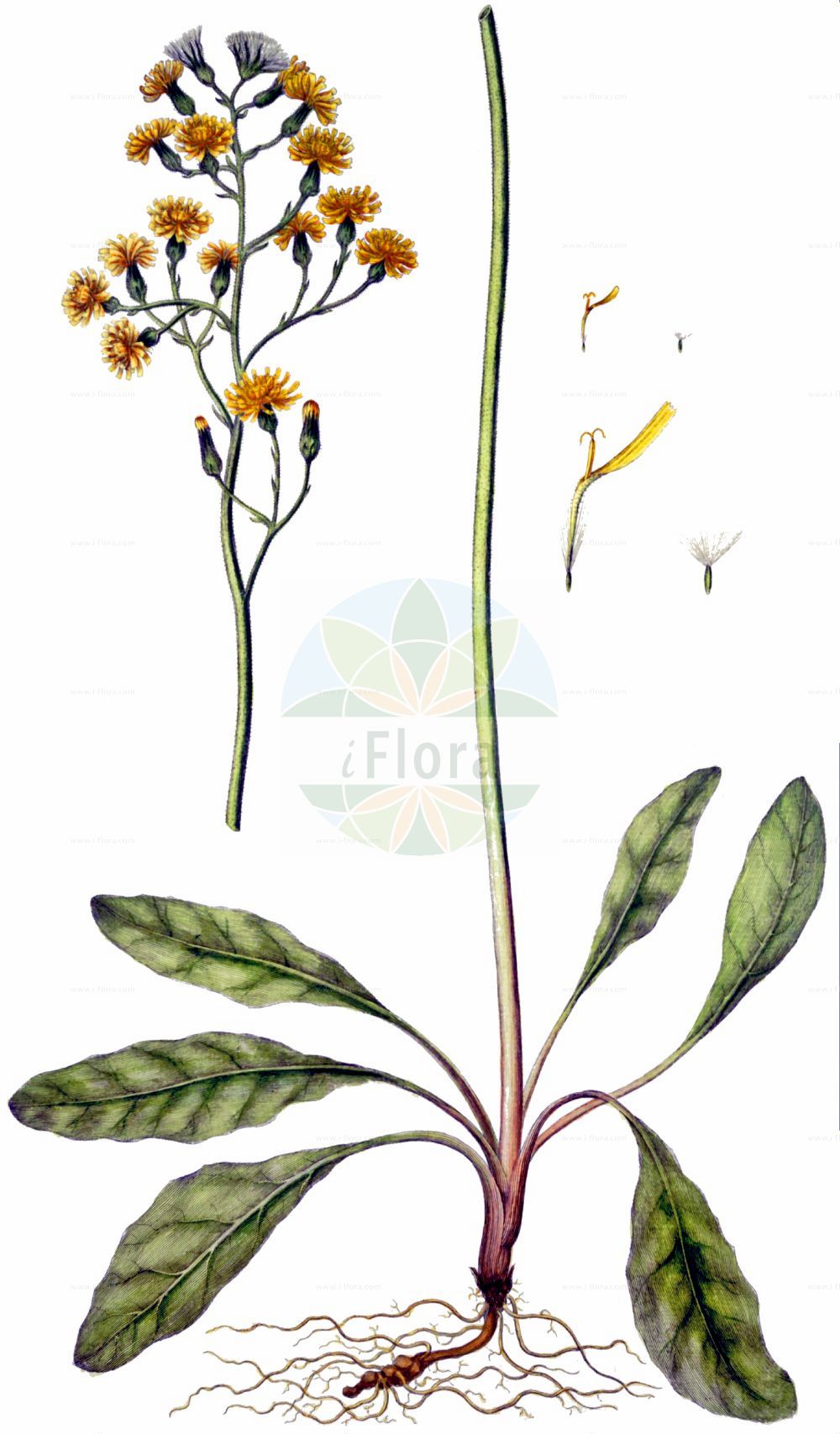 Historische Abbildung von Crepis praemorsa (Abgebissener Pippau - Leafless Hawk's-beard). Das Bild zeigt Blatt, Bluete, Frucht und Same. ---- Historical Drawing of Crepis praemorsa (Abgebissener Pippau - Leafless Hawk's-beard). The image is showing leaf, flower, fruit and seed.(Crepis praemorsa,Abgebissener Pippau,Leafless Hawk's-beard,Crepis praemorsa,Hieracium praemorsum,Abgebissener Pippau,Abbiss-Pippau,Leafless Hawk's-beard,Pink Hawksbeard,Crepis,Pippau,Hawk's-beard,Asteraceae,Korbblütengewächse,Daisy family,Blatt,Bluete,Frucht,Same,leaf,flower,fruit,seed,Oeder (1761-1883))