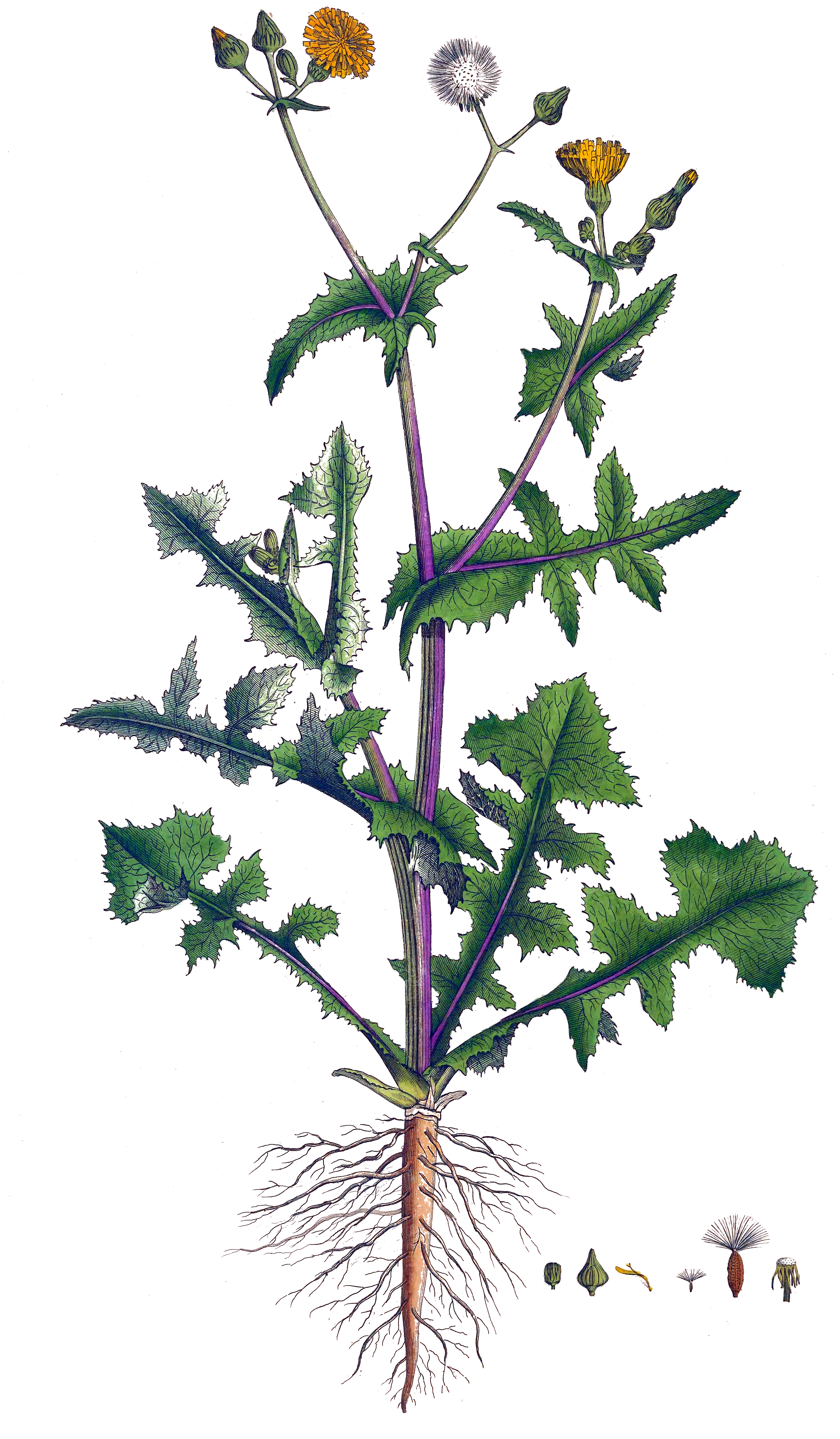 Historische Abbildung von Sonchus oleraceus (Kohl-Gänsedistel - Smooth Sow-thistle). Das Bild zeigt Blatt, Bluete, Frucht und Same. ---- Historical Drawing of Sonchus oleraceus (Kohl-Gänsedistel - Smooth Sow-thistle). The image is showing leaf, flower, fruit and seed.(Sonchus oleraceus,Kohl-Gänsedistel,Smooth Sow-thistle,Sonchus ciliatus,Sonchus lacerus,Sonchus oleraceus,Sonchus royleanus,Sonchus subbipinnatifidus,Kohl-Gaensedistel,Gewoehnliche Gaensedistel,Smooth Sow-thistle,Annual Sow Thistle,Hare's Colwort,Hare's Thistle,Milk Thistle,Milkweed,Milky Tassel,Swinies,Colwort,Common Milkthistle,Common Sowthistle,Sonchus,Gänsedistel,Sowthistle,Asteraceae,Korbblütengewächse,Daisy family,Blatt,Bluete,Frucht,Same,leaf,flower,fruit,seed,Curtis (1777-1798))