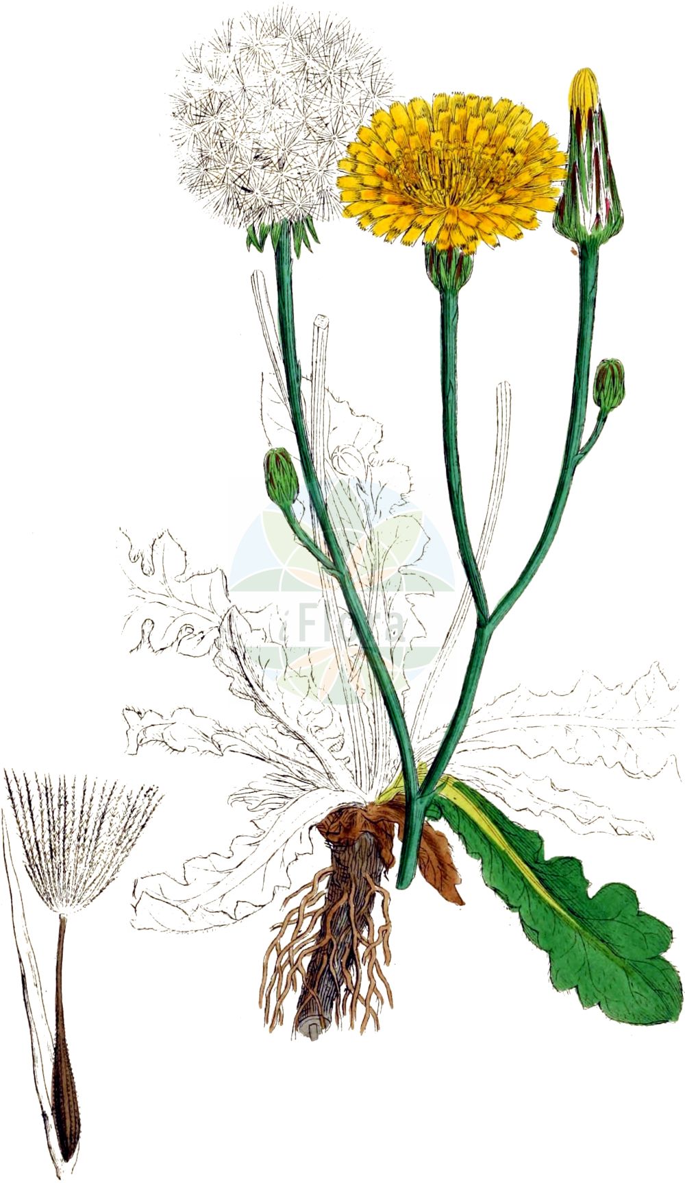 Historische Abbildung von Hypochaeris radicata (Gewöhnliches Ferkelkraut - Cat's-ear). Das Bild zeigt Blatt, Bluete, Frucht und Same. ---- Historical Drawing of Hypochaeris radicata (Gewöhnliches Ferkelkraut - Cat's-ear). The image is showing leaf, flower, fruit and seed.(Hypochaeris radicata,Gewöhnliches Ferkelkraut,Cat's-ear,Hypochaeris neapolitana,Hypochaeris radicata,Porcellites radicata,Seriola caespitosa,Gewoehnliches Ferkelkraut,Cat's-ear,Hairy Cat's Ear,Cat's-ear Dandelion,Common Cat's-ear,Flatweed,Gosmore,Hairy Wild Lettuce,Spotted Cat's-ear,Hypochaeris,Ferkelkraut,Cat's Ear,Asteraceae,Korbblütengewächse,Daisy family,Blatt,Bluete,Frucht,Same,leaf,flower,fruit,seed,Sowerby (1790-1813))