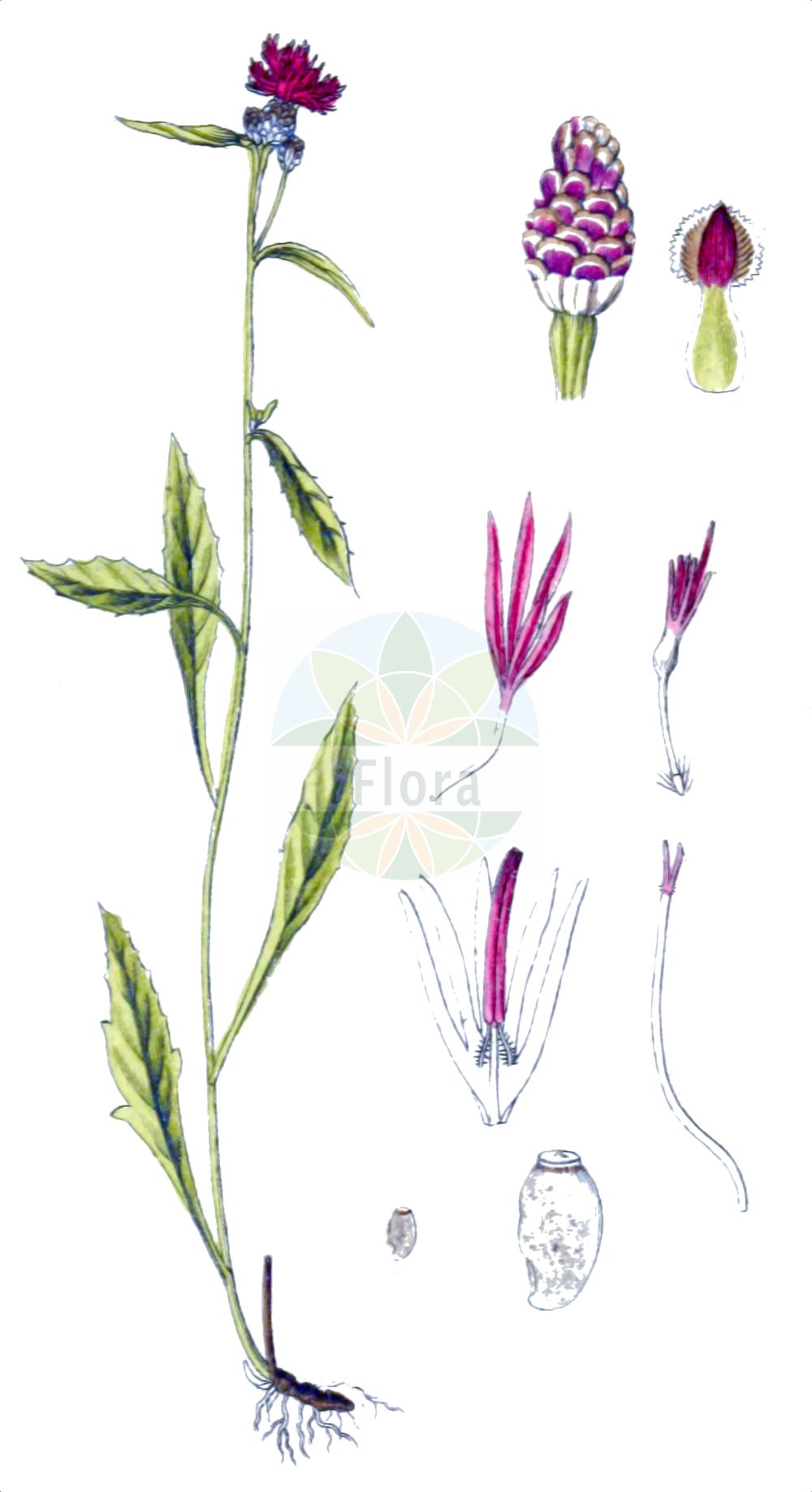 Historische Abbildung von Centaurea jacea (Wiesen-Flockenblume - Brown Knapweed). Das Bild zeigt Blatt, Bluete, Frucht und Same. ---- Historical Drawing of Centaurea jacea (Wiesen-Flockenblume - Brown Knapweed). The image is showing leaf, flower, fruit and seed.(Centaurea jacea,Wiesen-Flockenblume,Brown Knapweed,Centaurea jacea,Centaurea pratensis,Centaurea variabilis,Jacea pratensis,Jacea tomentosa,,Wiesen-Flockenblume,Gewoehnliche Wiesen-Flockenblume,Brown Knapweed,Brownray Knapweed,Centaurea,Flockenblume,Knapweed,Asteraceae,Korbblütengewächse,Daisy family,Blatt,Bluete,Frucht,Same,leaf,flower,fruit,seed,Sturm (1796f))