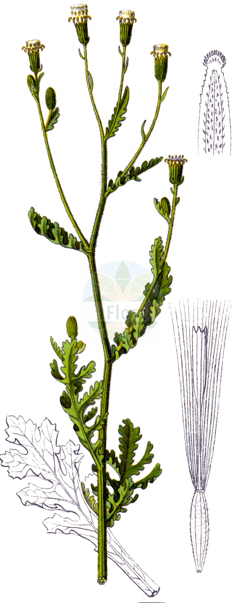 Historische Abbildung von Senecio viscosus (Klebriges Greiskraut - Sticky Groundsel). Das Bild zeigt Blatt, Bluete, Frucht und Same. ---- Historical Drawing of Senecio viscosus (Klebriges Greiskraut - Sticky Groundsel). The image is showing leaf, flower, fruit and seed.(Senecio viscosus,Klebriges Greiskraut,Sticky Groundsel,Senecio calvertii,Senecio viscosus,Klebriges Greiskraut,Sticky Groundsel,Fetid Groundsel,Sticky Ragwort,Stinking Groundsel,Senecio,Greiskraut,Ragwort,Asteraceae,Korbblütengewächse,Daisy family,Blatt,Bluete,Frucht,Same,leaf,flower,fruit,seed,Sturm (1796f))