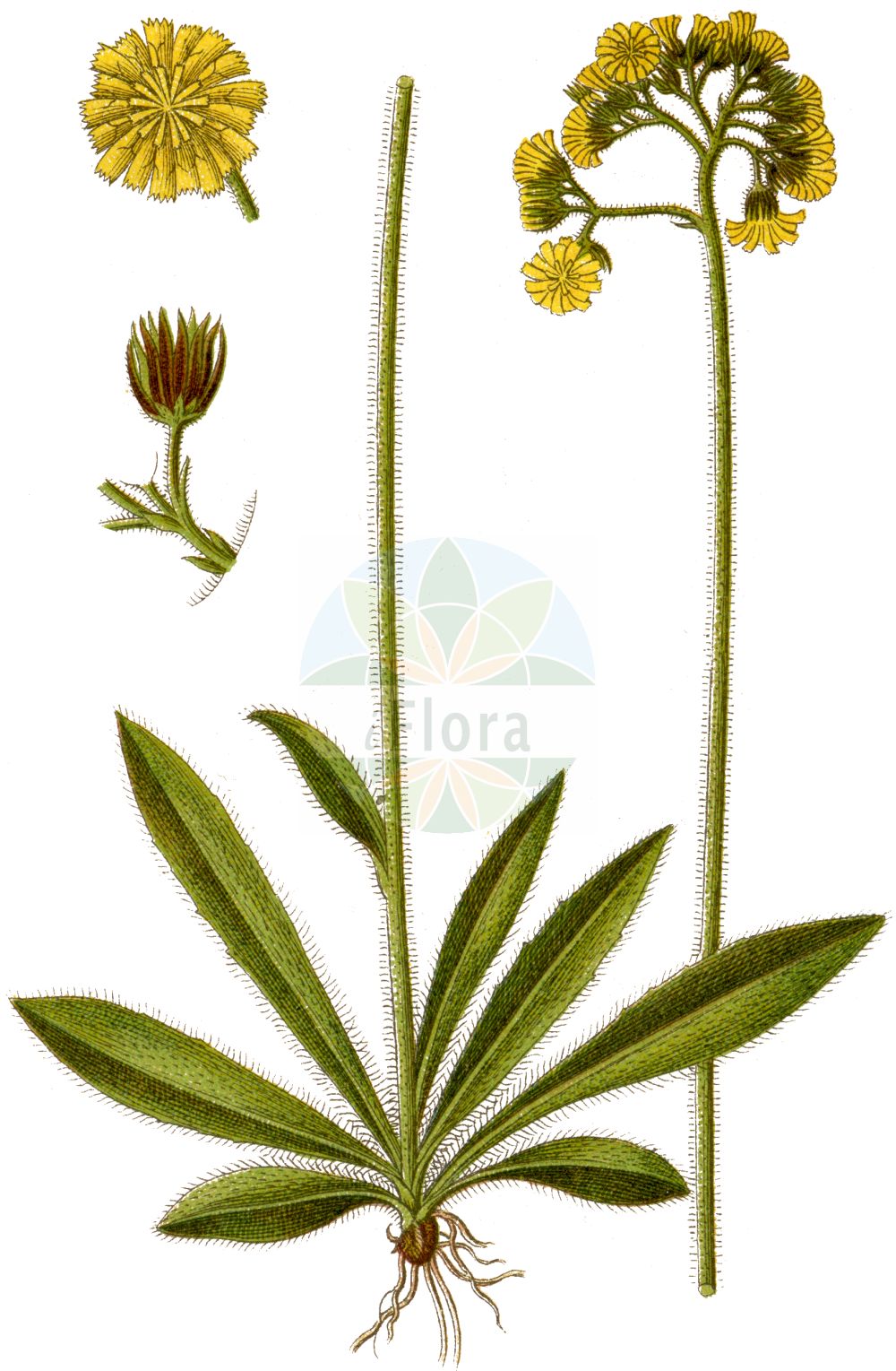 Historische Abbildung von Pilosella cymosa (Trugdoldiges Habichtskraut - Cymose Mouse-ear-Hawkweed). Das Bild zeigt Blatt, Bluete, Frucht und Same. ---- Historical Drawing of Pilosella cymosa (Trugdoldiges Habichtskraut - Cymose Mouse-ear-Hawkweed). The image is showing leaf, flower, fruit and seed.(Pilosella cymosa,Trugdoldiges Habichtskraut,Cymose Mouse-ear-Hawkweed,Hieracium arctogenum,Hieracium collinum,Hieracium cymosum,Hieracium ensiferum,Hieracium erraticum,Hieracium eusciadium,Hieracium granitophilum,Hieracium holmense,Hieracium lamprochaetoides,Hieracium leptadenium,Hieracium litoreum,Hieracium mollisetum,Hieracium pycnochaetum,Hieracium scotodes,Hieracium semilitoreum,Hieracium signiferum,Hieracium syrjaenorum,Hieracium tabergense,Hieracium tenacicaule,Hieracium trichocymosum,Pilosella arctogena,Pilosella collina,Pilosella cymosa,Pilosella ensifera,Pilosella erratica,Pilosella eusciadia,Pilosella granitophila,Pilosella holmensis,Pilosella leptadenia,Pilosella molliseta,Pilosella scotodes,Pilosella semilitorea,Pilosella setigera,Pilosella signifera,Pilosella syrjaenorum,Pilosella tabergensis,Pilosella tenacicaulis,Pilosella trichocymosa,Trugdoldiges Habichtskraut,Cymose Mouse-ear-Hawkweed,Pilosella,Mausohr-Habichtskräuter,Asteraceae,Korbblütengewächse,Daisy family,Blatt,Bluete,Frucht,Same,leaf,flower,fruit,seed,Sturm (1796f))