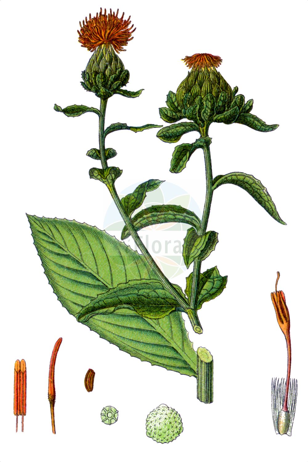 Historische Abbildung von Carthamus tinctorius (Safflower). Das Bild zeigt Blatt, Bluete, Frucht und Same. ---- Historical Drawing of Carthamus tinctorius (Safflower). The image is showing leaf, flower, fruit and seed.(Carthamus tinctorius,Safflower,Carthamus tinctorius,Carthamus,Asteraceae,Korbblütengewächse,Daisy family,Blatt,Bluete,Frucht,Same,leaf,flower,fruit,seed,Sturm (1796f))