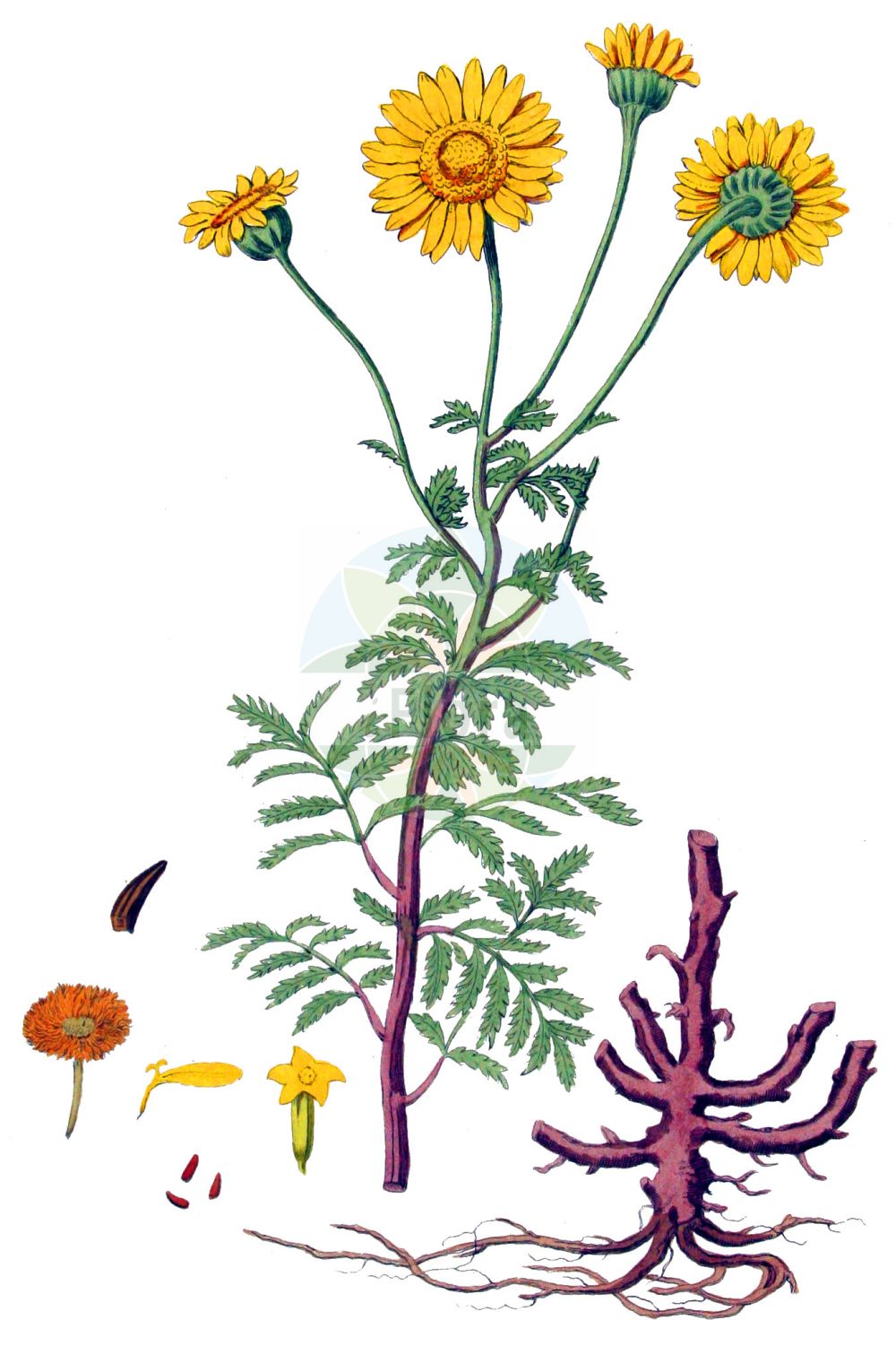 Historische Abbildung von Cota tinctoria (Färber-Hundskamille - Yellow Chamomile). Das Bild zeigt Blatt, Bluete, Frucht und Same. ---- Historical Drawing of Cota tinctoria (Färber-Hundskamille - Yellow Chamomile). The image is showing leaf, flower, fruit and seed.(Cota tinctoria,Färber-Hundskamille,Yellow Chamomile,Anthemis brachyglossa,Anthemis debilis,Anthemis discoidea,Anthemis maris-nigri,Anthemis markhotensis,Anthemis subtinctoria,Anthemis tinctoria,Anthemis zephyrovii,Chamaemelum discoideum,Cota tinctoria,Cota tinctoria subsp. subtinctoria,Faerber-Hundskamille,Yellow Chamomile,Dyer's Chamomile,Golden Chamomile,Cota,Asteraceae,Korbblütengewächse,Daisy family,Blatt,Bluete,Frucht,Same,leaf,flower,fruit,seed,Kops (1800-1934))