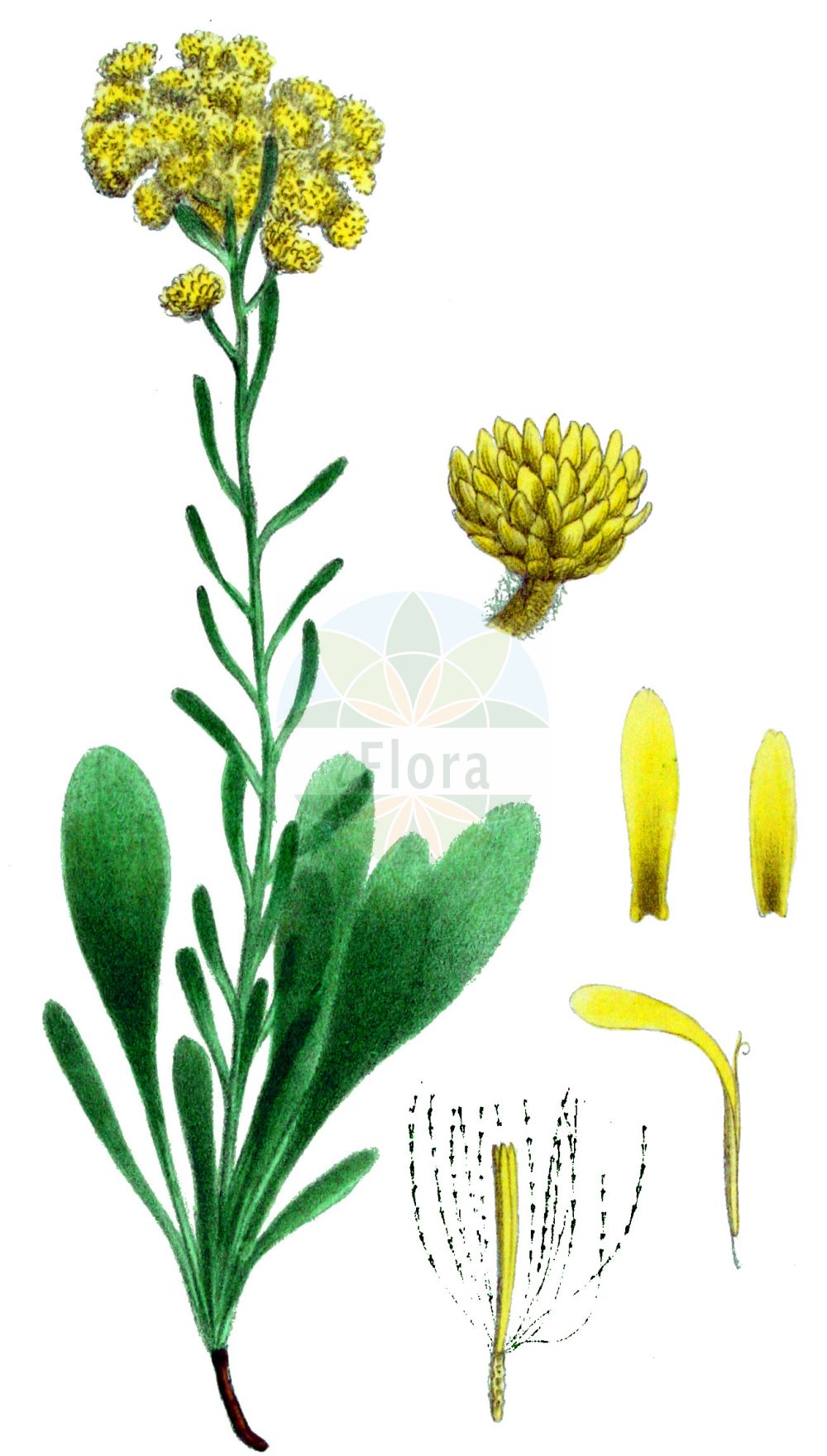 Historische Abbildung von Helichrysum arenarium (Sand-Strohblume - Strawflower). Das Bild zeigt Blatt, Bluete, Frucht und Same. ---- Historical Drawing of Helichrysum arenarium (Sand-Strohblume - Strawflower). The image is showing leaf, flower, fruit and seed.(Helichrysum arenarium,Sand-Strohblume,Strawflower,Gnaphalium arenarium,Helichrysum arenarium,Sand-Strohblume,Strawflower,Helichrysum,Strohblume,Strawflower,Asteraceae,Korbblütengewächse,Daisy family,Blatt,Bluete,Frucht,Same,leaf,flower,fruit,seed,Kops (1800-1934))