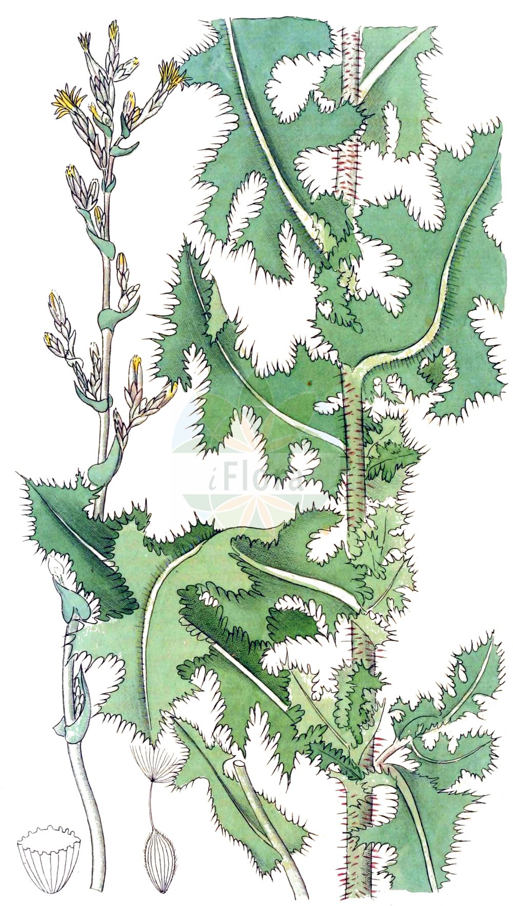 Historische Abbildung von Lactuca serriola (Kompaß-Lattich - Prickly Lettuce). Das Bild zeigt Blatt, Bluete, Frucht und Same. ---- Historical Drawing of Lactuca serriola (Kompaß-Lattich - Prickly Lettuce). The image is showing leaf, flower, fruit and seed.(Lactuca serriola,Kompaß-Lattich,Prickly Lettuce,Lactuca altaica,Lactuca augustana,Lactuca coriacea,Lactuca dubia,Lactuca kemaliya,Lactuca scariola,Lactuca serriola,Lactuca sylvestris,Lactuca tephrocarpa,Lactuca virosa var. integrifolia,Kompass-Lattich,Stachel-Lattich,Prickly Lettuce,Compass Plant,Wild Lettuce,Lactuca,Lattich,Lettuce,Asteraceae,Korbblütengewächse,Daisy family,Blatt,Bluete,Frucht,Same,leaf,flower,fruit,seed,Svensk Botanik (Svensk Botanik))