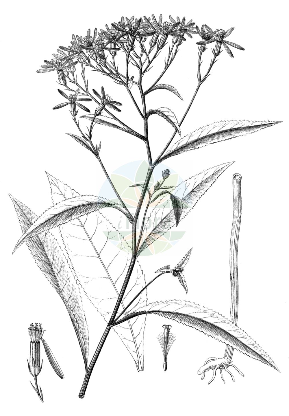 Historische Abbildung von Senecio ovatus (Fuchs' Greiskraut - Wood Ragwort). Das Bild zeigt Blatt, Bluete, Frucht und Same. ---- Historical Drawing of Senecio ovatus (Fuchs' Greiskraut - Wood Ragwort). The image is showing leaf, flower, fruit and seed.(Senecio ovatus,Fuchs' Greiskraut,Wood Ragwort,Jacobaea ovata,Senecio fuchsii,Senecio ovatus,Fuchs' Greiskraut,Alpen-Fuchs' Greiskraut,Fuchssches Greiskraut,Gewoehnliches Fuchs' Greiskraut,Wood Ragwort,Senecio,Greiskraut,Ragwort,Asteraceae,Korbblütengewächse,Daisy family,Blatt,Bluete,Frucht,Same,leaf,flower,fruit,seed,Reichenbach (1823-1832))