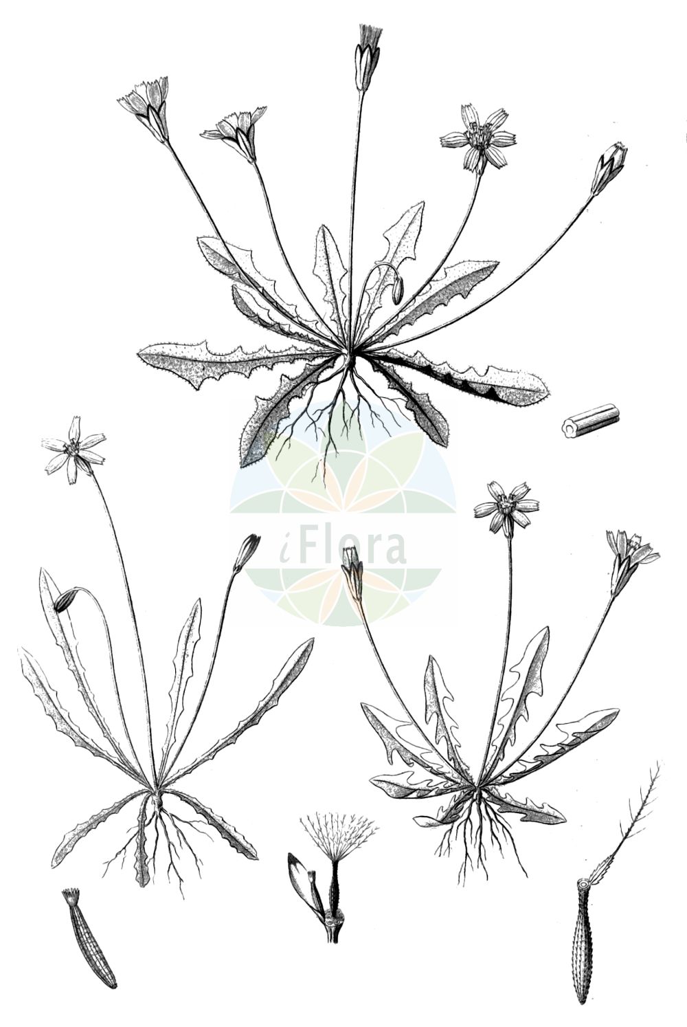 Historische Abbildung von Leontodon saxatilis (Nickender Löwenzahn - Lesser Hawkbit). Das Bild zeigt Blatt, Bluete, Frucht und Same. ---- Historical Drawing of Leontodon saxatilis (Nickender Löwenzahn - Lesser Hawkbit). The image is showing leaf, flower, fruit and seed.(Leontodon saxatilis,Nickender Löwenzahn,Lesser Hawkbit,Colobium taraxacoides,Hyoseris taraxacoides,Leontodon leysseri,Leontodon saxatilis,Leontodon taraxacoides,Thrincia leysseri,Thrincia saxatilis,Thrincia saxatilis subsp. taraxacoides,Nickender Loewenzahn,Fels-Milchkraut,Zinnensalat,Lesser Hawkbit,Hairy Hawkbit,Rough Hawkbit,Leontodon,Löwenzahn,Hawkbit,Asteraceae,Korbblütengewächse,Daisy family,Blatt,Bluete,Frucht,Same,leaf,flower,fruit,seed,Reichenbach (1823-1832))