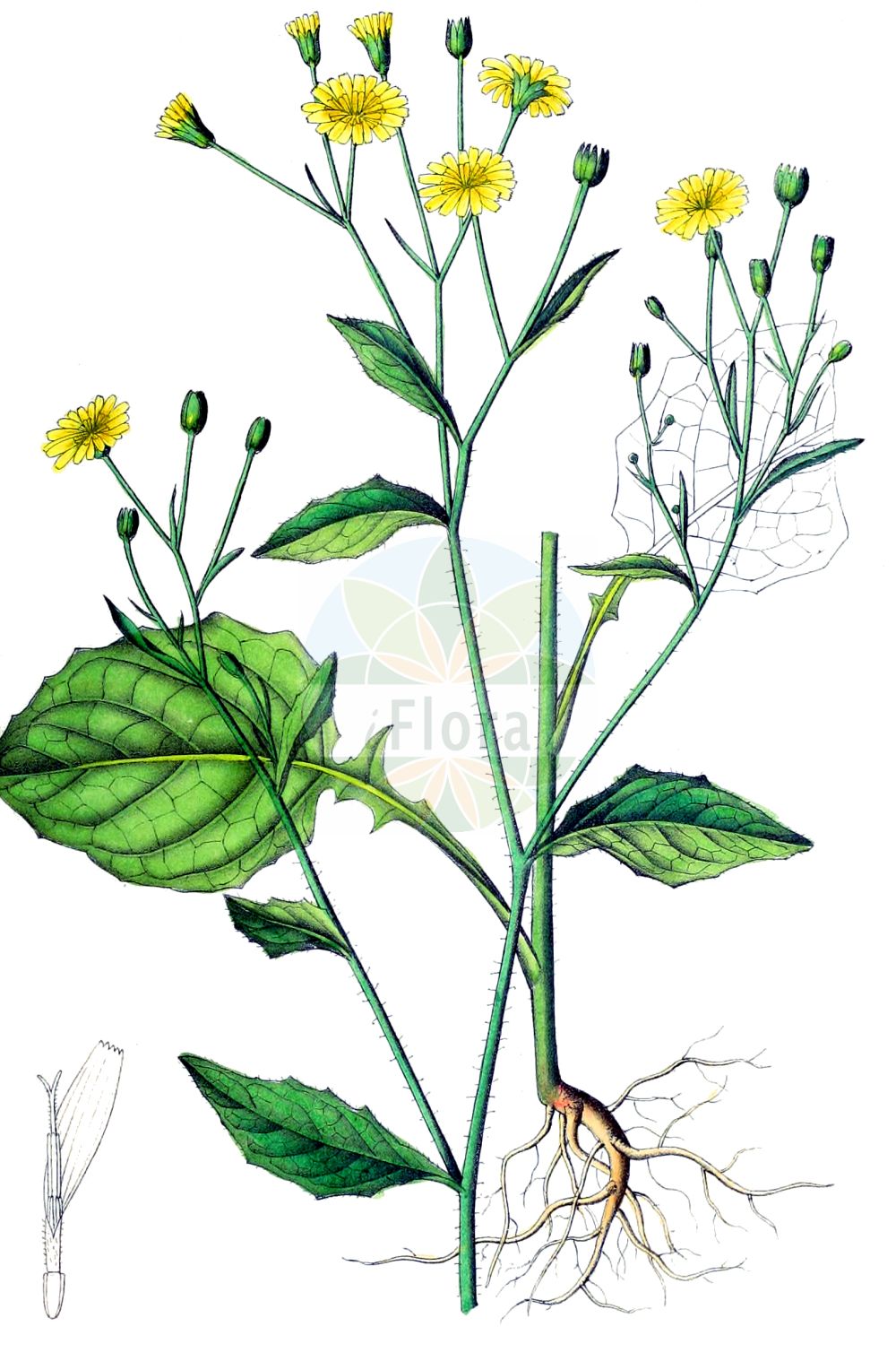 Historische Abbildung von Lapsana communis (Gewöhnlicher Rainkohl - Nipplewort). Das Bild zeigt Blatt, Bluete, Frucht und Same. ---- Historical Drawing of Lapsana communis (Gewöhnlicher Rainkohl - Nipplewort). The image is showing leaf, flower, fruit and seed.(Lapsana communis,Gewöhnlicher Rainkohl,Nipplewort,Lapsana communis,Lapsana glandulosa,Lapsana pubescens,Gewoehnlicher Rainkohl,Rainkohl,Nipplewort,Common Nipplewort,Lapsana,Rainkohl,Nipplewort,Asteraceae,Korbblütengewächse,Daisy family,Blatt,Bluete,Frucht,Same,leaf,flower,fruit,seed,Dietrich (1833-1844))