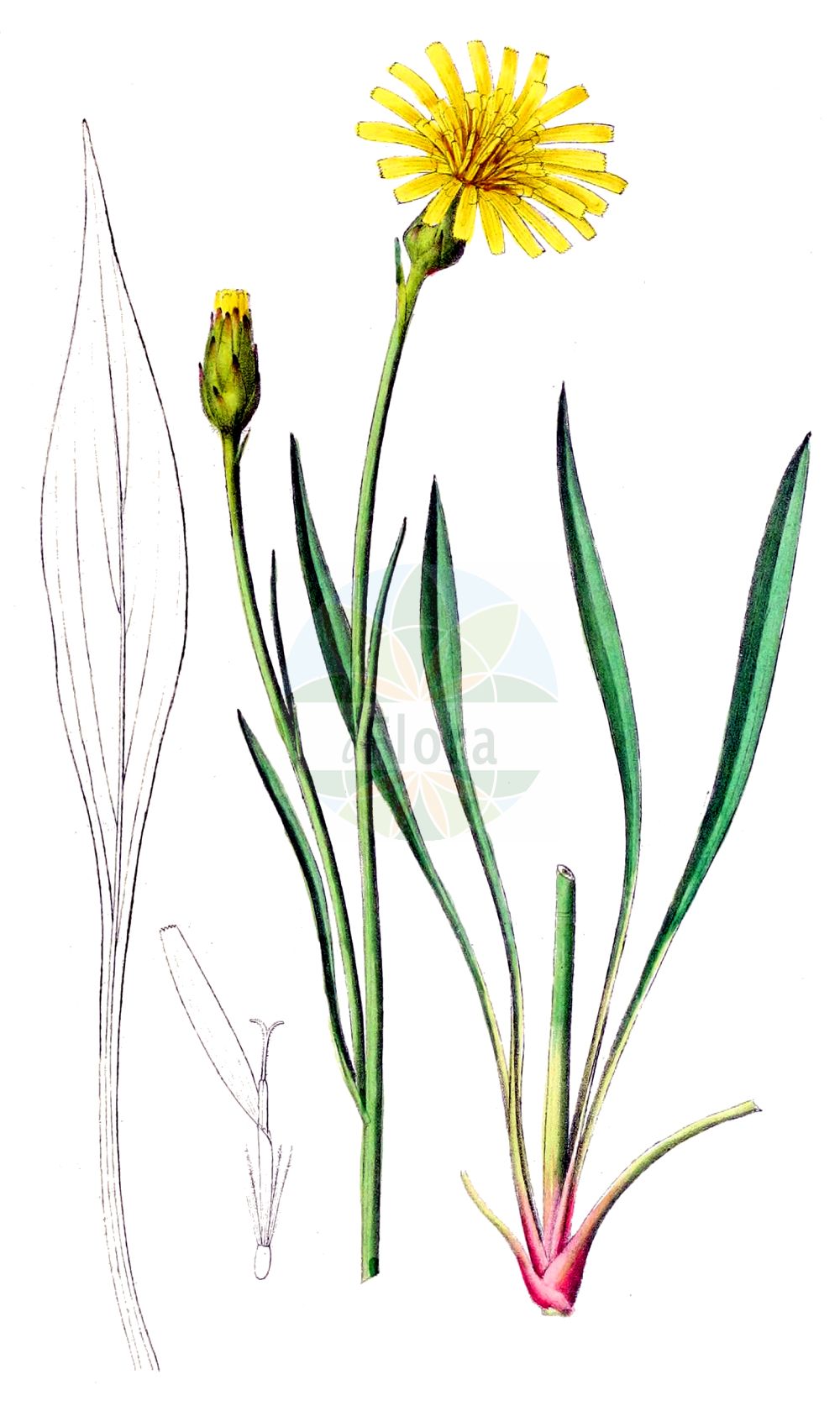 Historische Abbildung von Scorzonera humilis (Niedrige Schwarzwurzel - Viper's-grass). Das Bild zeigt Blatt, Bluete, Frucht und Same. ---- Historical Drawing of Scorzonera humilis (Niedrige Schwarzwurzel - Viper's-grass). The image is showing leaf, flower, fruit and seed.(Scorzonera humilis,Niedrige Schwarzwurzel,Viper's-grass,Scorzonera candollei,Scorzonera clusii,Scorzonera humilis,Scorzonera plantaginea,Scorzonera tenuifolia,Niedrige Schwarzwurzel,Viper's-grass,Dwarf Vipergrass,Dwarf Viper's-grass,Scorzonera,Schwarzwurzel,Scorzonera,Asteraceae,Korbblütengewächse,Daisy family,Blatt,Bluete,Frucht,Same,leaf,flower,fruit,seed,Dietrich (1833-1844))