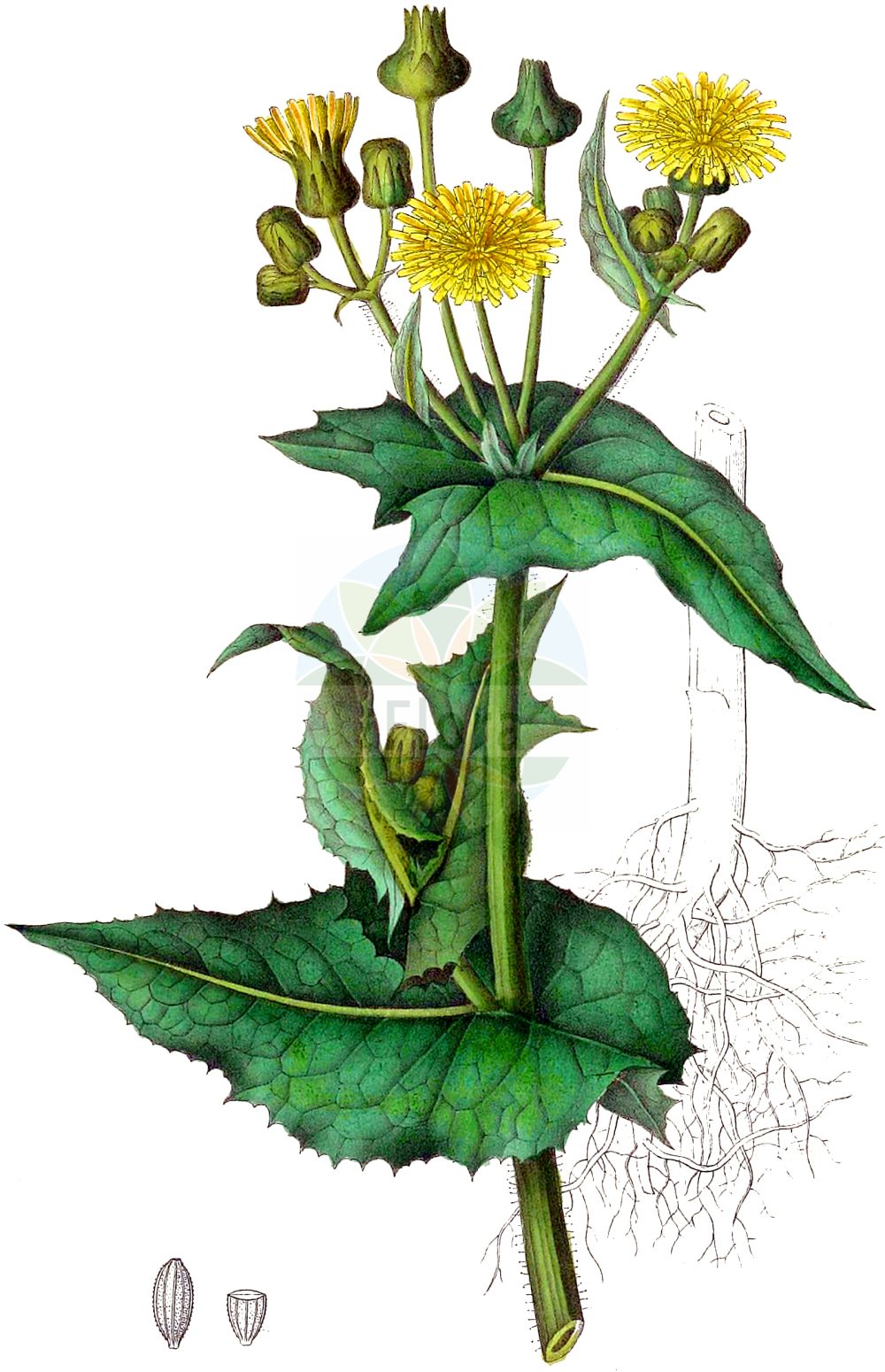 Historische Abbildung von Sonchus asper (Rauhe Gänsedistel - Prickly Sow-thistle). Das Bild zeigt Blatt, Bluete, Frucht und Same. ---- Historical Drawing of Sonchus asper (Rauhe Gänsedistel - Prickly Sow-thistle). The image is showing leaf, flower, fruit and seed.(Sonchus asper,Rauhe Gänsedistel,Prickly Sow-thistle,Sonchus asper,Sonchus decipiens,Sonchus runcinatus,Sonchus spinosus,Rauhe Gaensedistel,Raue Gaensedistel,Prickly Sow-thistle,Sharp-fringed Sow Thistle,Spiny Sow Thistle,Spiny-leaved Sow Thistle,Rough Sowthistle,Spiny Milkthistle,Sonchus,Gänsedistel,Sowthistle,Asteraceae,Korbblütengewächse,Daisy family,Blatt,Bluete,Frucht,Same,leaf,flower,fruit,seed,Dietrich (1833-1844))