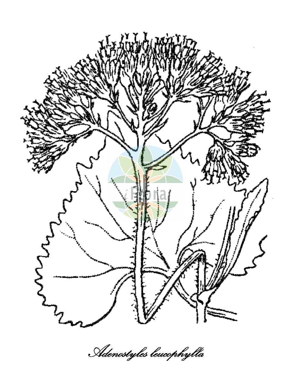Historische Abbildung von Adenostyles leucophylla (Filziger Alpendost). Das Bild zeigt Blatt, Bluete, Frucht und Same. ---- Historical Drawing of Adenostyles leucophylla (Filziger Alpendost). The image is showing leaf, flower, fruit and seed.(Adenostyles leucophylla,Filziger Alpendost,Adenostyles candidissima,Adenostyles hybrida,Adenostyles intermedia,Adenostyles tomentosa,Cacalia leucophylla,Cacalia tomentosa,Weiss-Alpendost,Weissfilziger Alpendost,Adenostyles,Alpendost,Asteraceae,Korbblütengewächse,Daisy family,Blatt,Bluete,Frucht,Same,leaf,flower,fruit,seed,Coste (1900-1906))