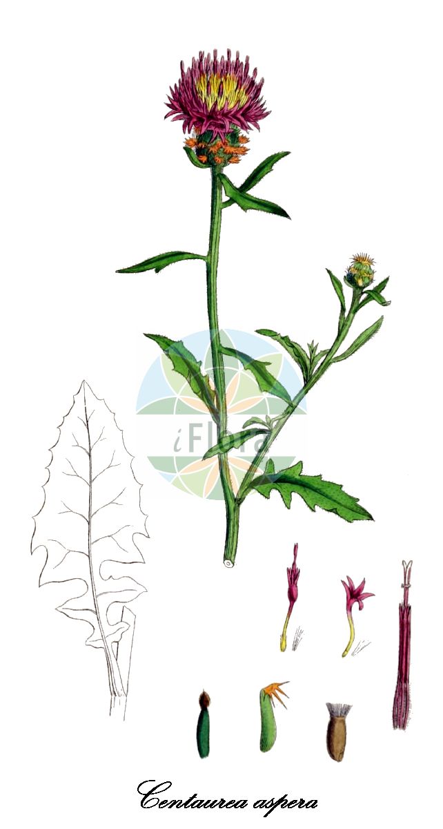 Historische Abbildung von Centaurea aspera (Rauhe Flockenblume - Rough Star-thistle). Das Bild zeigt Blatt, Bluete, Frucht und Same. ---- Historical Drawing of Centaurea aspera (Rauhe Flockenblume - Rough Star-thistle). The image is showing leaf, flower, fruit and seed.(Centaurea aspera,Rauhe Flockenblume,Rough Star-thistle,Alophium tenuifolium,Calcitrapa heterophylla,Calcitrapoides heterophylla,Centaurea alophium,Centaurea auriculata,Centaurea heterophylla,Centaurea isnardii,Centaurea praetermissa,Centaurea,Flockenblume,Basketflower,Asteraceae,Korbblütengewächse,Daisy family,Blatt,Bluete,Frucht,Same,leaf,flower,fruit,seed,Sowerby (1790-1813))