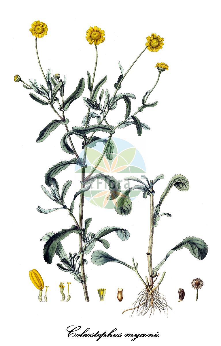 Historische Abbildung von Coleostephus myconis (Kranz-Wucherblume). Das Bild zeigt Blatt, Bluete, Frucht und Same. ---- Historical Drawing of Coleostephus myconis (Kranz-Wucherblume). The image is showing leaf, flower, fruit and seed.(Coleostephus myconis,Kranz-Wucherblume,Chrysanthemum hybridum,Chrysanthemum myconis,Coleostephus hybridus,Kremeria myconis,Leucanthemum myconis,Myconella myconis,Myconia myconis,Pyrethrum hybridum,Coleostephus,Wucherblume,Asteraceae,Korbblütengewächse,Daisy family,Blatt,Bluete,Frucht,Same,leaf,flower,fruit,seed,von Jacquin (1811-1844))