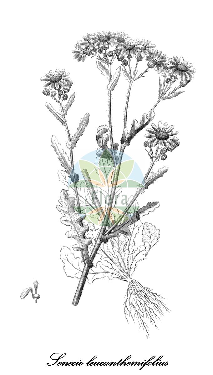 Historische Abbildung von Senecio leucanthemifolius (Margeritenblättrige Greiskraut). Das Bild zeigt Blatt, Bluete, Frucht und Same. ---- Historical Drawing of Senecio leucanthemifolius (Margeritenblättrige Greiskraut). The image is showing leaf, flower, fruit and seed.(Senecio leucanthemifolius,Margeritenblättrige Greiskraut,Senecio aegadensis,Senecio apulus,Senecio caroli-malyi,Senecio crassifolius,Senecio humilis,Senecio marmorae,Senecio pygmaeus,Senecio vernus,Senecio,Greiskraut,Groundsel,Asteraceae,Korbblütengewächse,Daisy family,Blatt,Bluete,Frucht,Same,leaf,flower,fruit,seed,Reichenbach (1823-1832))