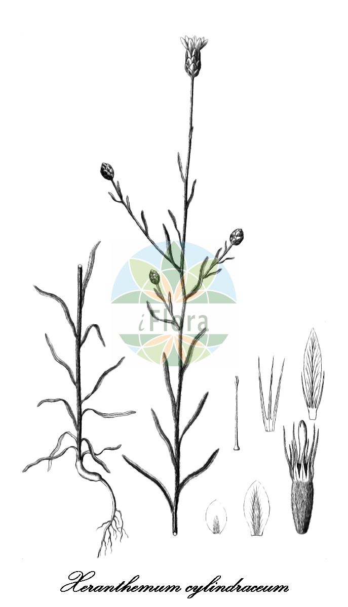 Historische Abbildung von Xeranthemum cylindraceum (Schmalköpfige Spreublume). Das Bild zeigt Blatt, Bluete, Frucht und Same. ---- Historical Drawing of Xeranthemum cylindraceum (Schmalköpfige Spreublume). The image is showing leaf, flower, fruit and seed.(Xeranthemum cylindraceum,Schmalköpfige Spreublume,Xeroloma cylindraceum,Xeranthemum,Spreublume,Asteraceae,Korbblütengewächse,Daisy family,Blatt,Bluete,Frucht,Same,leaf,flower,fruit,seed,Reichenbach (1823-1832))