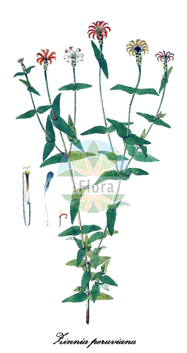 Historische Abbildung von Zinnia peruviana (Peruanische Zinnie - Peruvian zinnia). Das Bild zeigt Blatt, Bluete, Frucht und Same. ---- Historical Drawing of Zinnia peruviana (Peruanische Zinnie - Peruvian zinnia). The image is showing leaf, flower, fruit and seed.(Zinnia peruviana,Peruanische Zinnie,Peruvian zinnia,Zinnia,Zinnie,Zinnia,Asteraceae,Korbblütengewächse,Daisy family,Blatt,Bluete,Frucht,Same,leaf,flower,fruit,seed,von Jacquin (1781-1793))