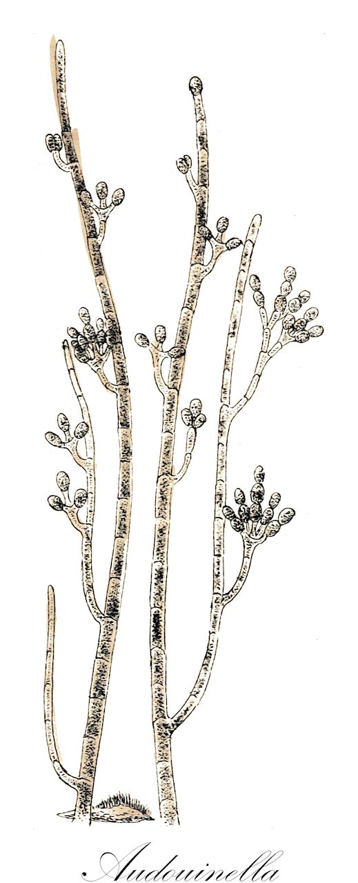 Audouinella - Audouinellaceae,Biota,Plantae,Rhodophyta,Eurhodophytina,Florideophyceae,Acrochaetiales,Audouinellaceae,Audouinella,Auduinella