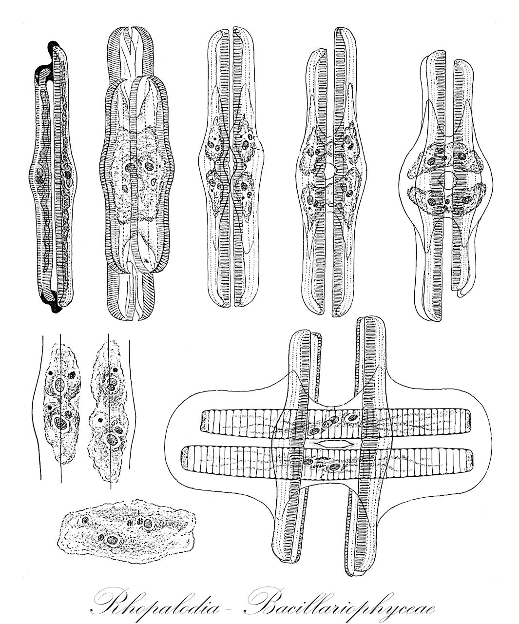 Rhopalodia  - Bacillariophyceae