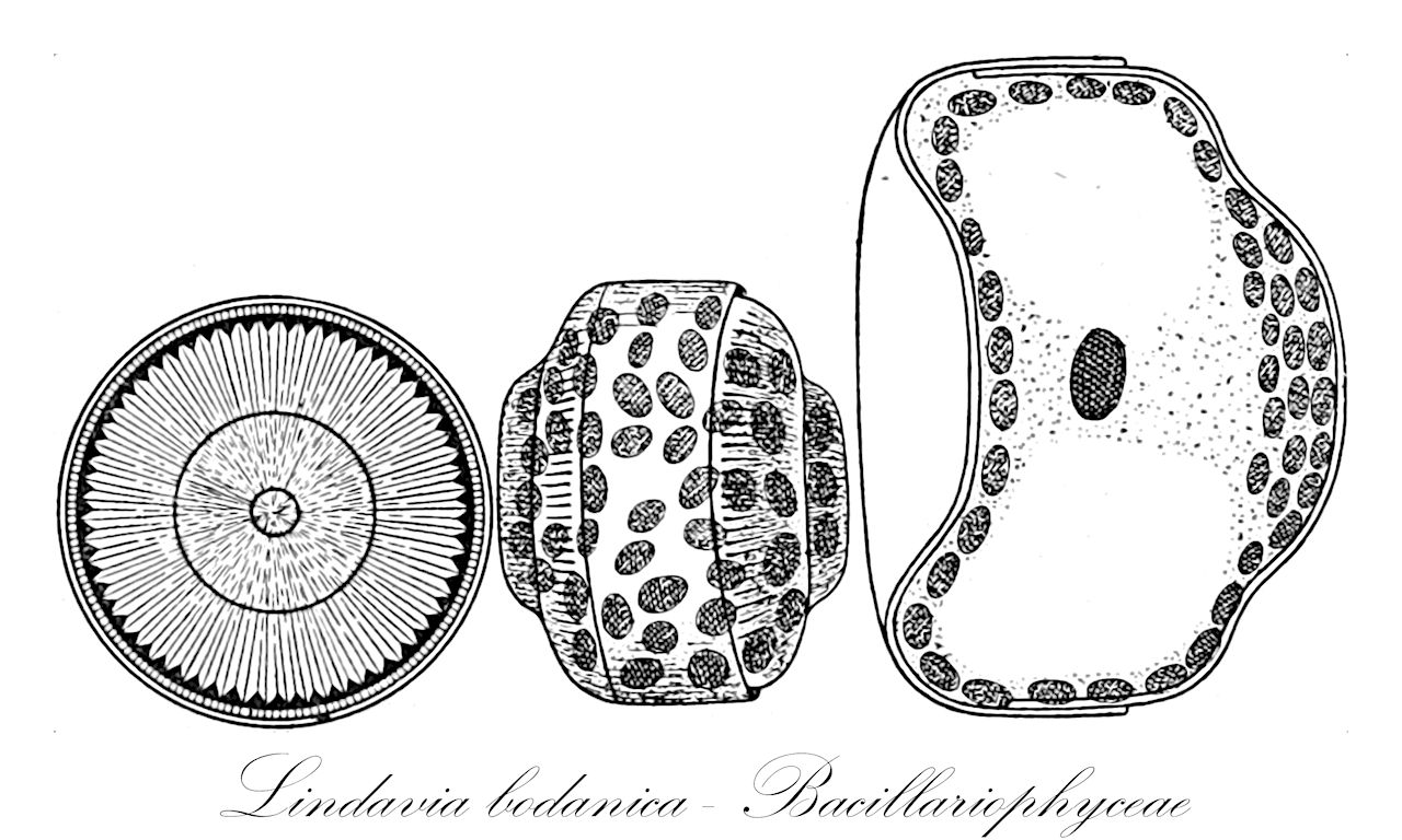 Lindavia bodanica - Bacillariophyceae