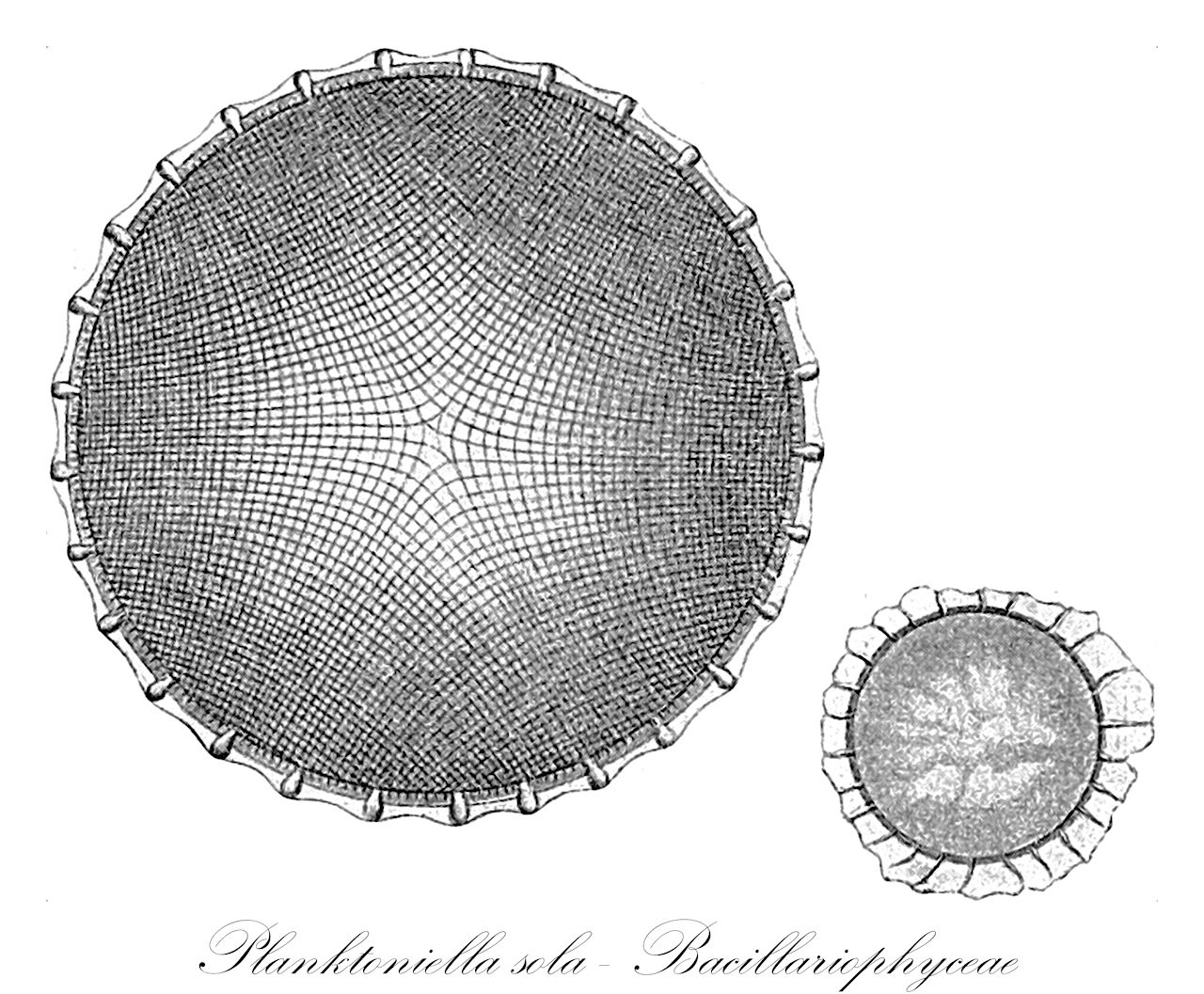 Planktoniella sola - Bacillariophyceae