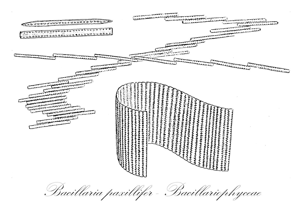 Bacillaria paxillifer - Bacillariophyceae