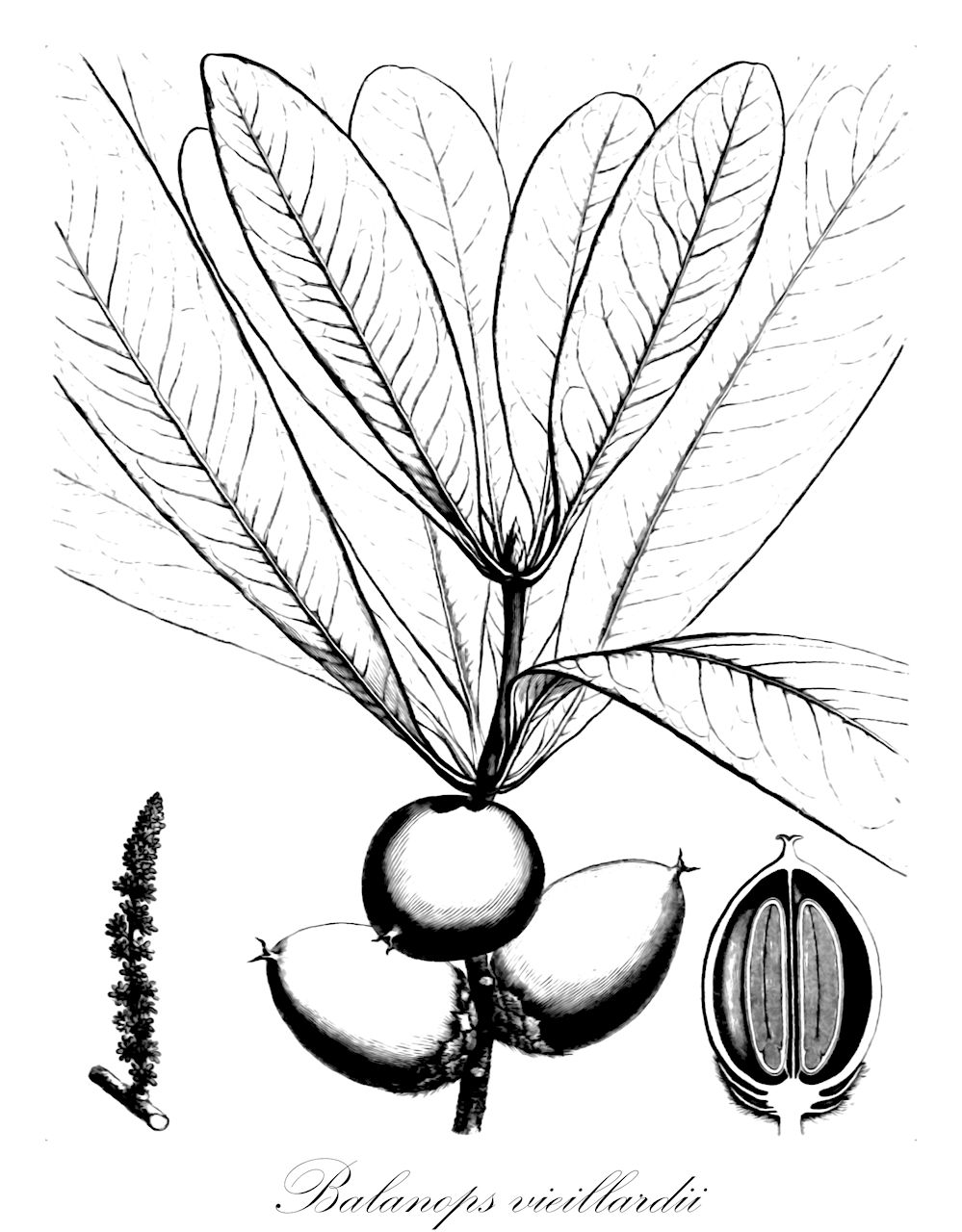 Balanops vieillardii - Balanopaceae,Plantae,Pteridobiotina,Angiosperms,Malpighiales,Balanopaceae,Balanops,Balanops vieillardii