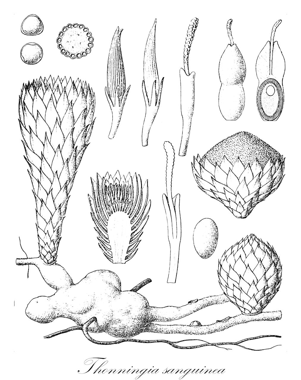 Thonningia sanguinea - Balanophoraceae,Plantae,Pteridobiotina,Angiosperms,Santalales,Balanophoraceae,Thonningia,Thonningia sanguinea,Thonningia angolensis, Thonningia coccinea, Thonningia dubia, Thonningia elegans, Thonningia sessilis, Thonningia ugandensis