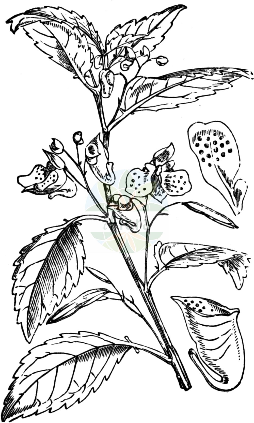 Historische Abbildung von Impatiens noli-tangere (Großes Springkraut - Touch-me-Not Balsam). Das Bild zeigt Blatt, Bluete, Frucht und Same. ---- Historical Drawing of Impatiens noli-tangere (Großes Springkraut - Touch-me-Not Balsam). The image is showing leaf, flower, fruit and seed.(Impatiens noli-tangere,Großes Springkraut,Touch-me-Not Balsam,Impatiens noli-tangere,Grosses Springkraut,Echtes Springkraut,Ruehr-mich-nicht-an,Wald-Springkraut,Touch-me-Not Balsam,Touch-me-Not,Western Touch-me-Not,Wild Balsam,Yellow Balsam,Impatiens,Springkraut,Touch-me-Not,Balsaminaceae,Springkrautgewächse,Balsam family,Blatt,Bluete,Frucht,Same,leaf,flower,fruit,seed,Fitch et al. (1880))