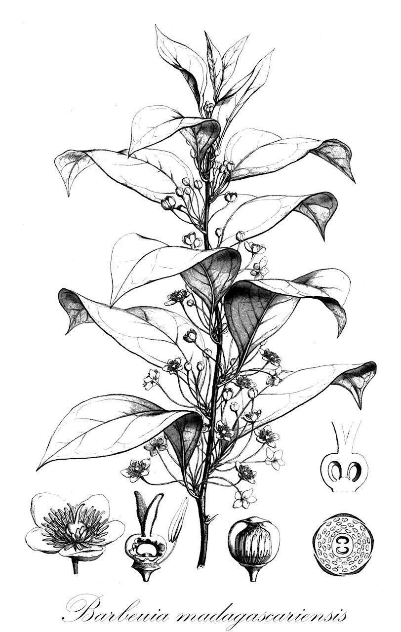 Barbeuia madagascariensis - Barbeuiaceae,Plantae,Pteridobiotina,Angiosperms,Caryophyllales,Barbeuiaceae,Barbeuia,Barbeuia madagascariensis