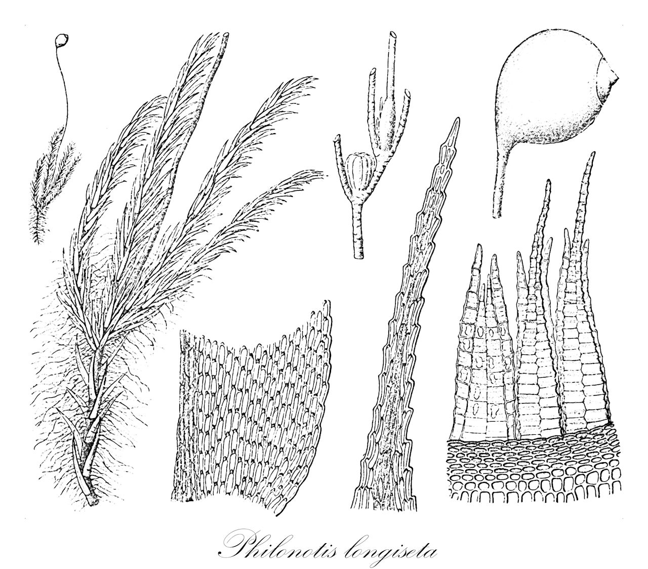 Philonotis longiseta - Bartramiaceae,Plantae,Bryobiotina,Bryophyta,Bryopsida,Bryidae,Bryanae,Bartramiales,Bartramiaceae,Philonotis,Philonotis longiseta,Bartramia graminicola, Bartramia longiseta, Bartramia orizabana, Bartramia radicalis, Bartramia radicalis var. plumulosa, Bartramia radicalis var. porteri, Philonotis graminicola, Philonotis longiseta f. polygama, Philonotis longiseta f. propagulicaulis, Philonotis longiseta var. longiseta, Philonotis longiseta var. plumulosa, Philonotis longiseta var. porteri, Philonotis longiseta var. propagulaecaulis, Philonotis orizabana, Philonotis radicalis, Philonotis radicalis var. plumulosa, Philonotis viridans, Philonotis viridans var. appressa