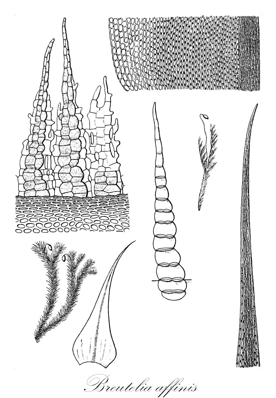 Breutelia affinis - Bartramiaceae,Plantae,Bryobiotina,Bryophyta,Bryopsida,Bryidae,Bryanae,Bartramiales,Bartramiaceae,Breutelia,Breutelia affinis,Bartramia affinis, Bartramia commutata, Bartramia revisa, Breutelia commutata, Breutelia kilaueae, Glyphocarpus affinis, Philonotis affinis, Philonotis kilaueae