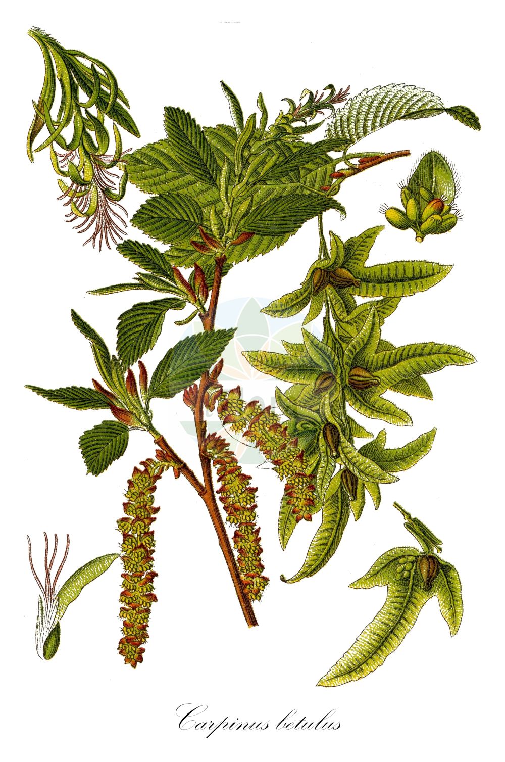 Historische Abbildung von Carpinus betulus (Hainbuche - Hornbeam). ---- Historical Drawing of Carpinus betulus (Hainbuche - Hornbeam).(Carpinus betulus,Hainbuche,Hornbeam,Carpinus betulus,Carpinus caucasica,Hainbuche,Gewoehnliche Hainbuche,Weissbuche,Hornbeam,Common Hornbeam,European Hornbeam,White Beech,Carpinus,Hainbuche,Hornbeam,Betulaceae,Birkengewächse,Birch family,Sturm (1796f))