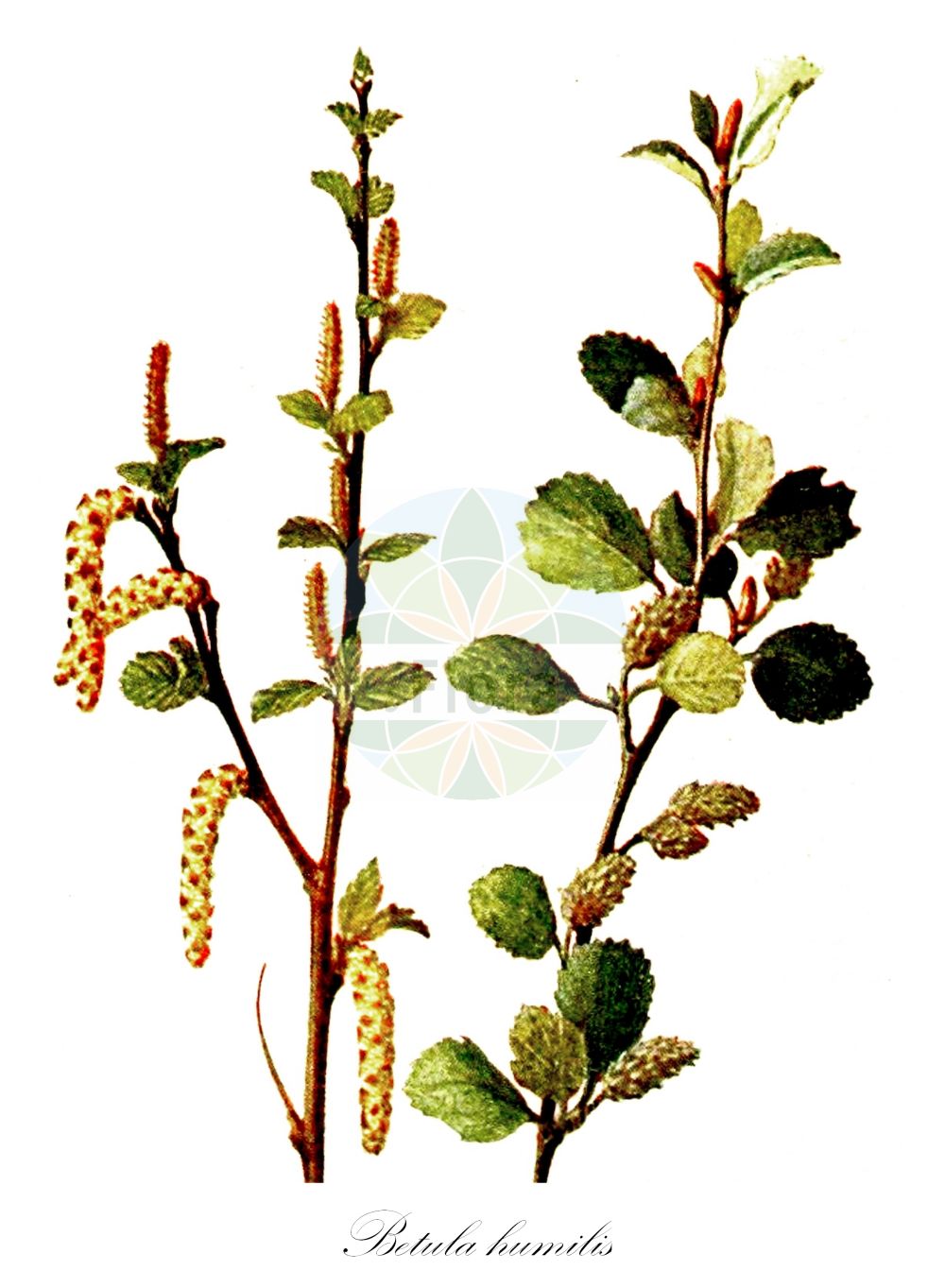 Historische Abbildung von Betula humilis (Strauch-Birke - Lesser Birch). Das Bild zeigt Blatt, Bluete, Frucht und Same. ---- Historical Drawing of Betula humilis (Strauch-Birke - Lesser Birch). The image is showing leaf, flower, fruit and seed.(Betula humilis,Strauch-Birke,Lesser Birch,Betula fruticans,Betula humilis,Betula kamtschatica,Betula myrsinoides,Betula oycowiensis,Betula palustris,Betula sibirica,Betula socolowii,Chamaebetula humilis,Strauch-Birke,Niedrige Birke,Lesser Birch,Shrubby Birch,Betula,Birke,Birch,Betulaceae,Birkengewächse,Birch family,Blatt,Bluete,Frucht,Same,leaf,flower,fruit,seed,Klein (1910))