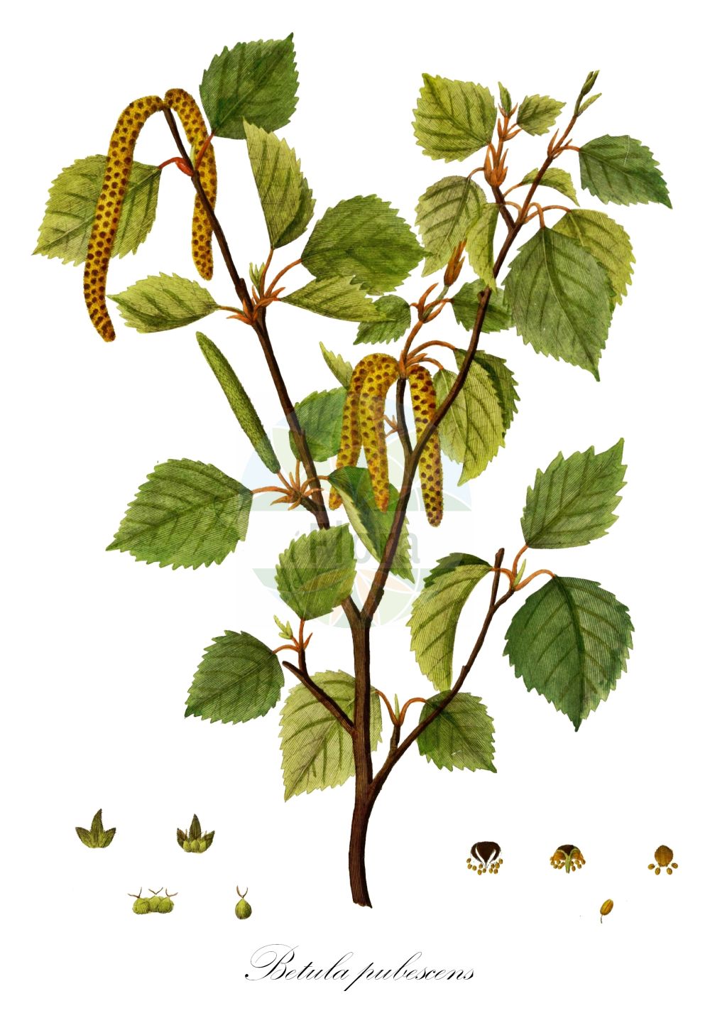 Historische Abbildung von Betula pubescens (Moor-Birke - Downy Birch). ---- Historical Drawing of Betula pubescens (Moor-Birke - Downy Birch).(Betula pubescens,Moor-Birke,Downy Birch,Betula pubescens,Betula pubescens var. typica,Moor-Birke,Behaarte Birke,Besen-Birke,Gewoehnliche Moor-Birke,Downy Birch,Pubescent Birch,Swamp Birch,White Birch,Betula,Birke,Birch,Betulaceae,Birkengewächse,Birch family,Oeder (1761-1883))
