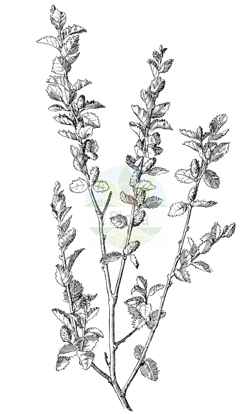 Historische Abbildung von Betula humilis (Strauch-Birke - Lesser Birch). Das Bild zeigt Blatt, Bluete, Frucht und Same. ---- Historical Drawing of Betula humilis (Strauch-Birke - Lesser Birch). The image is showing leaf, flower, fruit and seed.(Betula humilis,Strauch-Birke,Lesser Birch,Betula fruticans,Betula humilis,Betula kamtschatica,Betula myrsinoides,Betula oycowiensis,Betula palustris,Betula sibirica,Betula socolowii,Chamaebetula humilis,Strauch-Birke,Niedrige Birke,Lesser Birch,Shrubby Birch,Betula,Birke,Birch,Betulaceae,Birkengewächse,Birch family,Blatt,Bluete,Frucht,Same,leaf,flower,fruit,seed,Oltmanns (1927))