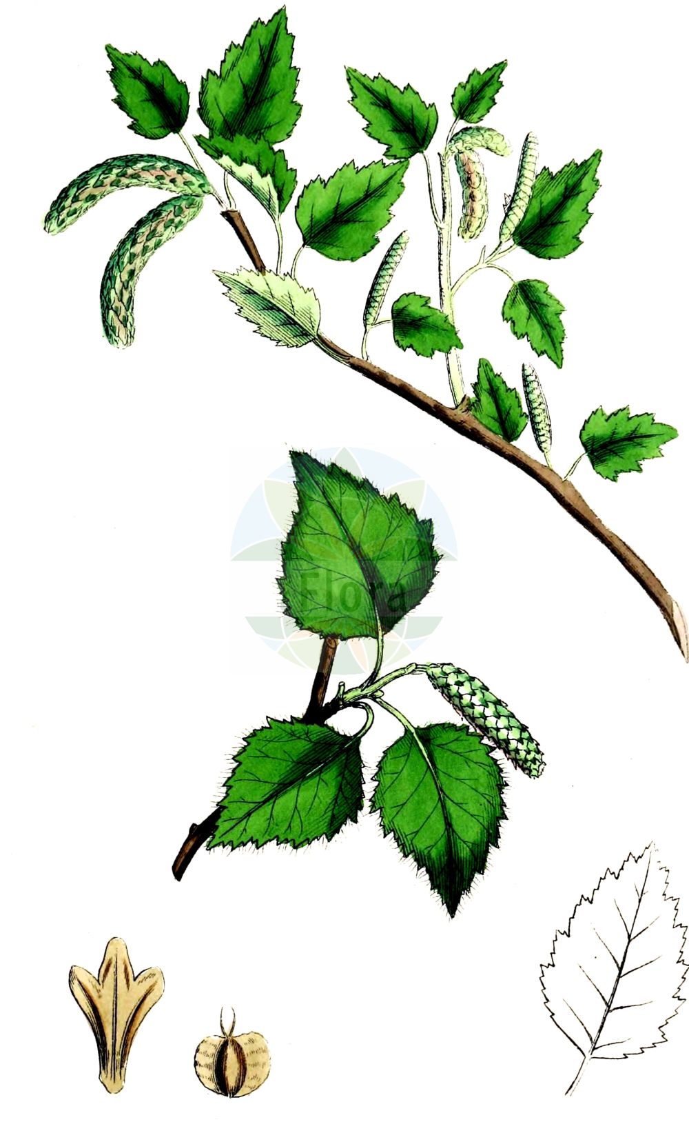 Historische Abbildung von Betula pubescens (Moor-Birke - Downy Birch). Das Bild zeigt Blatt, Bluete, Frucht und Same. ---- Historical Drawing of Betula pubescens (Moor-Birke - Downy Birch). The image is showing leaf, flower, fruit and seed.(Betula pubescens,Moor-Birke,Downy Birch,Betula pubescens,Betula pubescens var. typica,Moor-Birke,Behaarte Birke,Besen-Birke,Gewoehnliche Moor-Birke,Downy Birch,Pubescent Birch,Swamp Birch,White Birch,Betula,Birke,Birch,Betulaceae,Birkengewächse,Birch family,Blatt,Bluete,Frucht,Same,leaf,flower,fruit,seed,Sowerby (1790-1813))