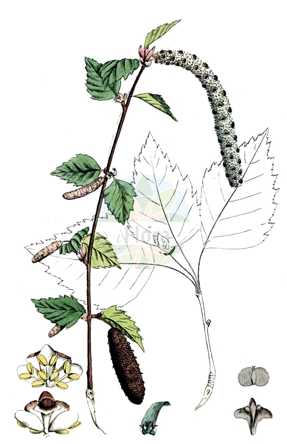 Historische Abbildung von Betula pubescens (Moor-Birke - Downy Birch). Das Bild zeigt Blatt, Bluete, Frucht und Same. ---- Historical Drawing of Betula pubescens (Moor-Birke - Downy Birch). The image is showing leaf, flower, fruit and seed.(Betula pubescens,Moor-Birke,Downy Birch,Betula pubescens,Betula pubescens var. typica,Moor-Birke,Behaarte Birke,Besen-Birke,Gewoehnliche Moor-Birke,Downy Birch,Pubescent Birch,Swamp Birch,White Birch,Betula,Birke,Birch,Betulaceae,Birkengewächse,Birch family,Blatt,Bluete,Frucht,Same,leaf,flower,fruit,seed,Svensk Botanik (Svensk Botanik))
