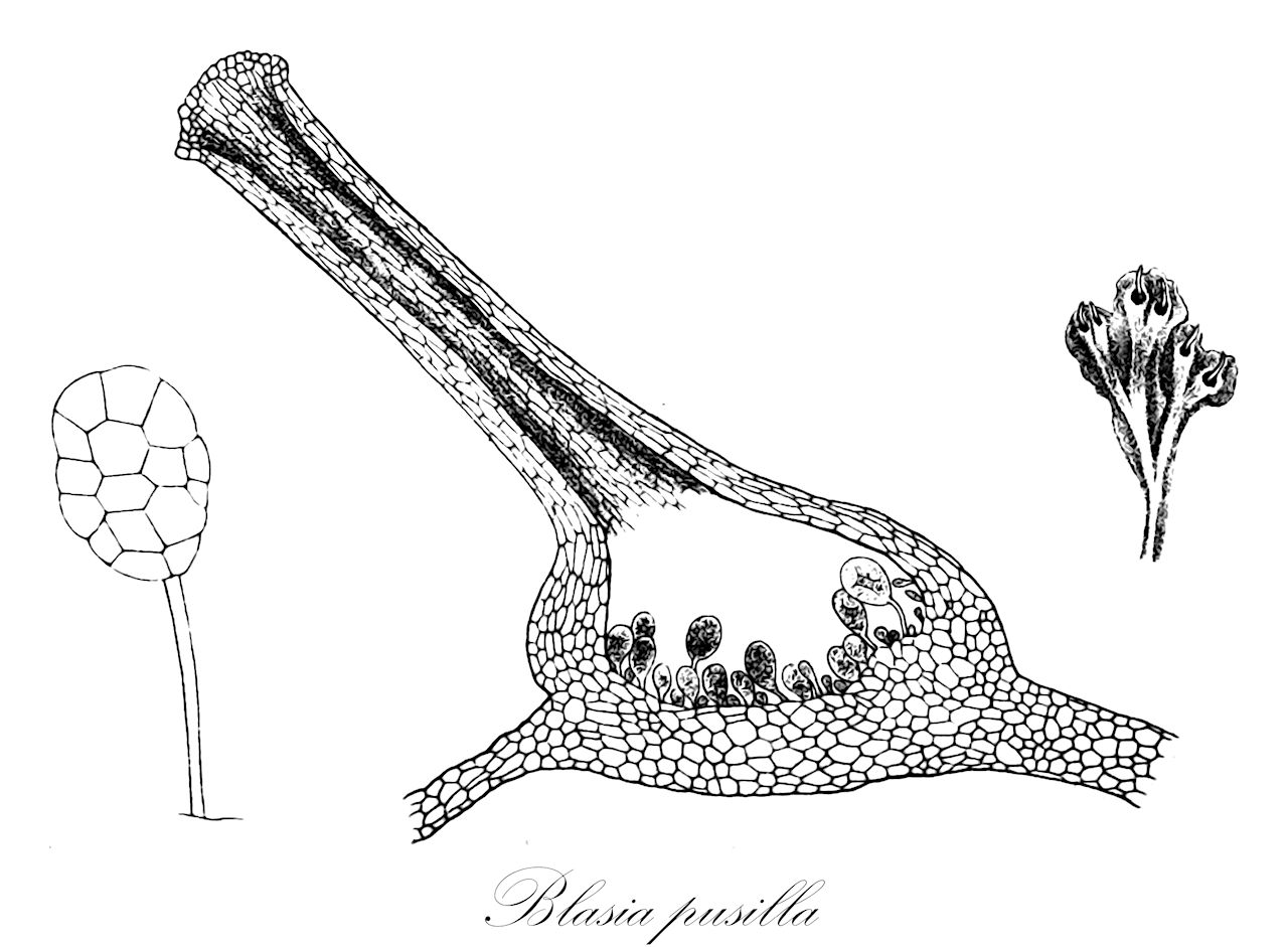 Blasia pusilla - Blasiaceae,Plantae,Bryobiotina,Marchantiophyta,Marchantiopsida,Blasiidae,Blasiales,Blasiaceae,Blasia,Blasia pusilla,Biagia funckii, Biagia pusilla, Blasia funckii, Blasia germanica, Blasia hookeri, Blasia immersa, Blasia pusilla f. crispa, Blasia pusilla f. fertilis, Blasia pusilla f. fertilis, Blasia pusilla f. fructifera, Blasia pusilla f. funckii, Blasia pusilla f. gemmifera, Blasia pusilla f. gemmifera, Blasia pusilla f. hookeri, Blasia pusilla f. prolifera, Blasia pusilla f. pusilla, Blasia pusilla f. sterilis, Blasia pusilla var. ampulifera, Blasia pusilla var. capsulifera, Blasia pusilla var. fertilis, Blasia pusilla var. gemmifera, Blasia pusilla var. pusilla, Blasia pusilla var. sterilis, Blasia semilibera, Jungermannia biloba, Jungermannia blasia, Jungermannia blasia var. fructifera, Jungermannia blasia var. gemmifera
