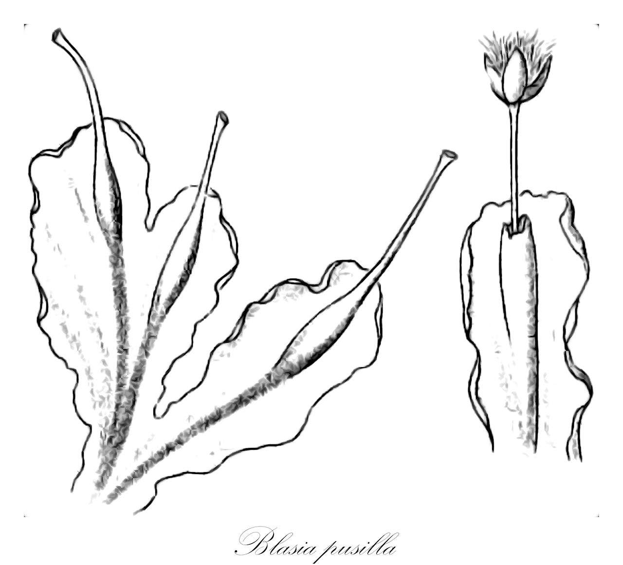 Blasia pusilla - Blasiaceae,Plantae,Bryobiotina,Marchantiophyta,Marchantiopsida,Blasiidae,Blasiales,Blasiaceae,Blasia,Blasia pusilla,Biagia funckii, Biagia pusilla, Blasia funckii, Blasia germanica, Blasia hookeri, Blasia immersa, Blasia pusilla f. crispa, Blasia pusilla f. fertilis, Blasia pusilla f. fertilis, Blasia pusilla f. fructifera, Blasia pusilla f. funckii, Blasia pusilla f. gemmifera, Blasia pusilla f. gemmifera, Blasia pusilla f. hookeri, Blasia pusilla f. prolifera, Blasia pusilla f. pusilla, Blasia pusilla f. sterilis, Blasia pusilla var. ampulifera, Blasia pusilla var. capsulifera, Blasia pusilla var. fertilis, Blasia pusilla var. gemmifera, Blasia pusilla var. pusilla, Blasia pusilla var. sterilis, Blasia semilibera, Jungermannia biloba, Jungermannia blasia, Jungermannia blasia var. fructifera, Jungermannia blasia var. gemmifera