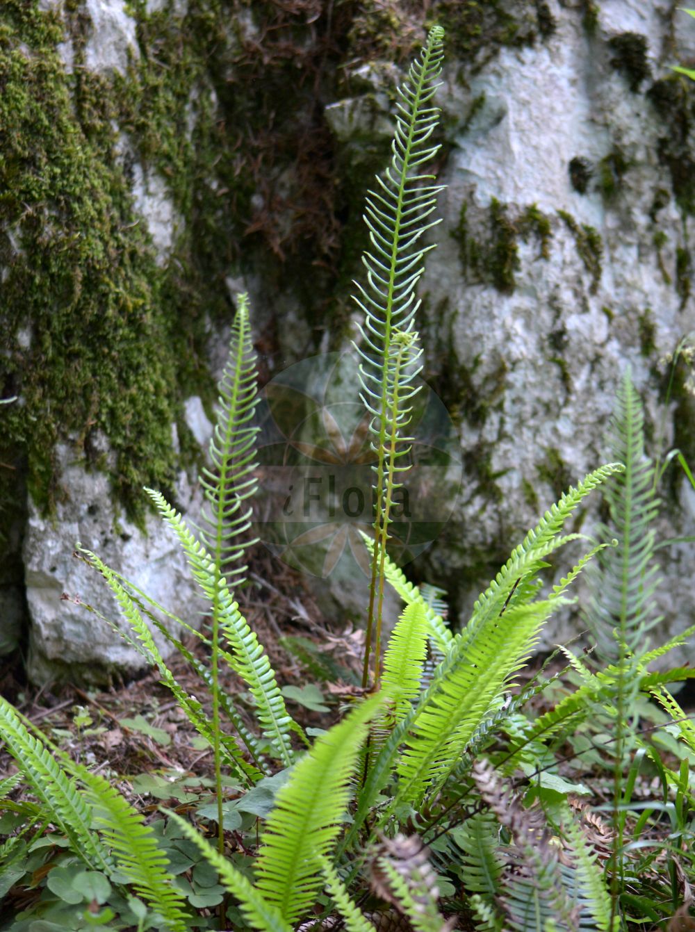Foto von Blechnum spicant (Rippenfarn - Hard-fern). Das Bild zeigt Blatt und Spore. Das Foto wurde in Juliana, Trenta, Slowenien aufgenommen. ---- Photo of Blechnum spicant (Rippenfarn - Hard-fern). The image is showing leaf and spore. The picture was taken in Juliana, Trenta, Slovenia.(Blechnum spicant,Rippenfarn,Hard-fern,Blechnum boreale,Blechnum homophyllum,Lomaria spicant,Osmunda spicant,Blechnum spicant,Rippenfarn,Hard-fern,Deer Fern,Blechnum,Rippenfarn,Hard Fern,Blechnaceae,Rippenfarngewächse,Hard Fern family,Blatt,Spore,leaf,spore)