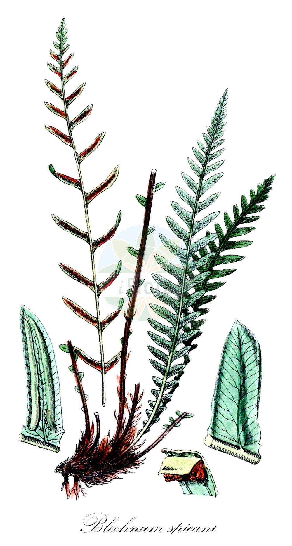 Historische Abbildung von Blechnum spicant (Rippenfarn - Hard-fern). Das Bild zeigt Blatt, Bluete, Frucht und Same. ---- Historical Drawing of Blechnum spicant (Rippenfarn - Hard-fern). The image is showing leaf, flower, fruit and seed.(Blechnum spicant,Rippenfarn,Hard-fern,Blechnum boreale,Blechnum homophyllum,Lomaria spicant,Osmunda spicant,Blechnum spicant,Rippenfarn,Hard-fern,Deer Fern,Blechnum,Rippenfarn,Hard Fern,Blechnaceae,Rippenfarngewächse,Hard Fern family,Blatt,Bluete,Frucht,Same,leaf,flower,fruit,seed,Sowerby (1790-1813))