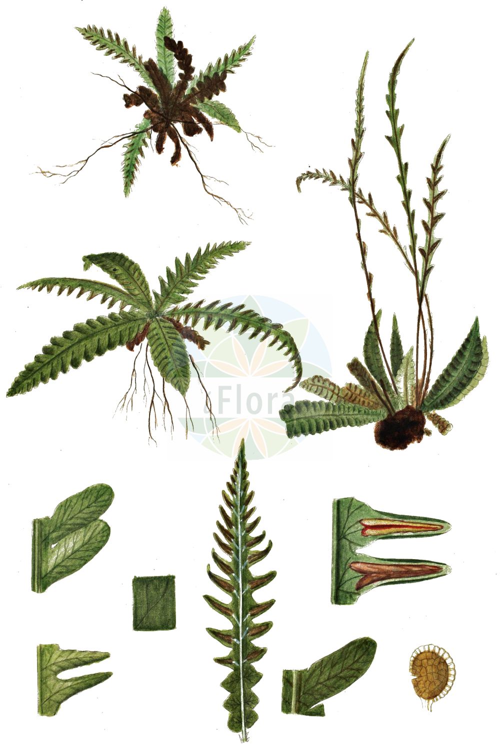 Historische Abbildung von Blechnum spicant (Rippenfarn - Hard-fern). Das Bild zeigt Blatt, Bluete, Frucht und Same. ---- Historical Drawing of Blechnum spicant (Rippenfarn - Hard-fern). The image is showing leaf, flower, fruit and seed.(Blechnum spicant,Rippenfarn,Hard-fern,Blechnum boreale,Blechnum homophyllum,Lomaria spicant,Osmunda spicant,Blechnum spicant,Rippenfarn,Hard-fern,Deer Fern,Blechnum,Rippenfarn,Hard Fern,Blechnaceae,Rippenfarngewächse,Hard Fern family,Blatt,Bluete,Frucht,Same,leaf,flower,fruit,seed,Oeder (1761-1883))
