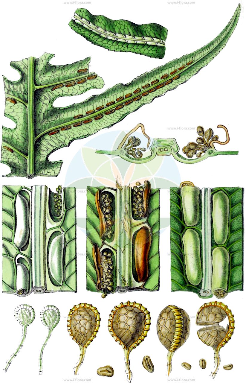 Woodwardia radicans - Blechnaceae,Plantae,Pteridobiotina,Polypodiophyta,Polypodiopsida,Polypodiidae,Polypodiales,Blechnaceae,Woodwardioideae,Woodwardia,Woodwardia radicans,Blechnum houttuynii, Blechnum radicans, Blechnum stans, Woodwardia stans,Wurzelnder Kettenfarn;woodwardia radicant;woodwardia enraciné;prígida;píjara;helecho de cumbre;felce bulbifera;feto-do-botão;feto-cabreiro;feto-vaqueiro;вудвардия укореняющаяся