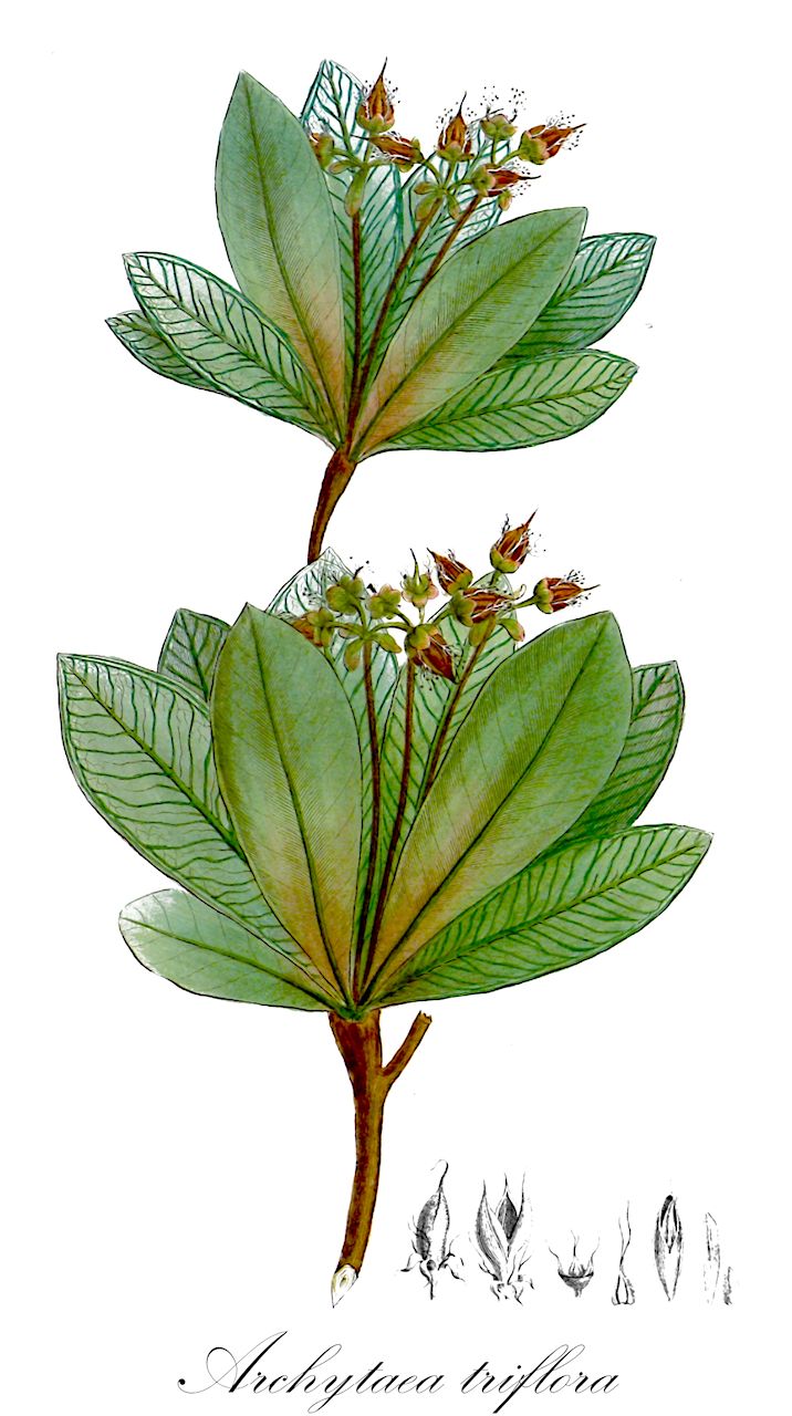 Archytaea triflora - Bonnetiaceae,Plantae,Pteridobiotina,Angiosperms,Malpighiales,Bonnetiaceae,Archytaea,Archytaea triflora,Archytaea multiflora