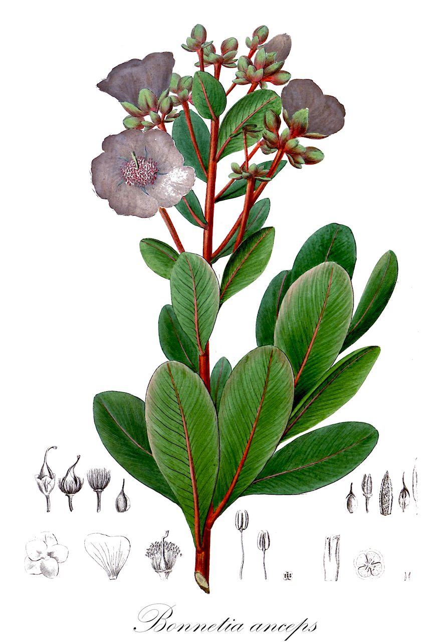 Bonnetia anceps - Bonnetiaceae,Plantae,Pteridobiotina,Angiosperms,Malpighiales,Bonnetiaceae,Bonnetia,Bonnetia anceps,Bonnetia anceps var. typica, Haemocharis anceps, Kieseria anceps, Kieseria anceps