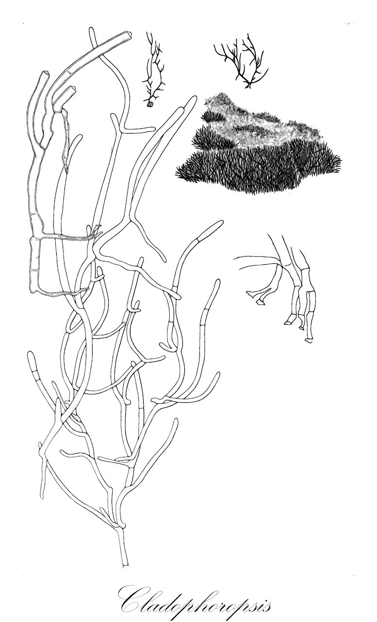 Cladophoropsis - Boodleaceae