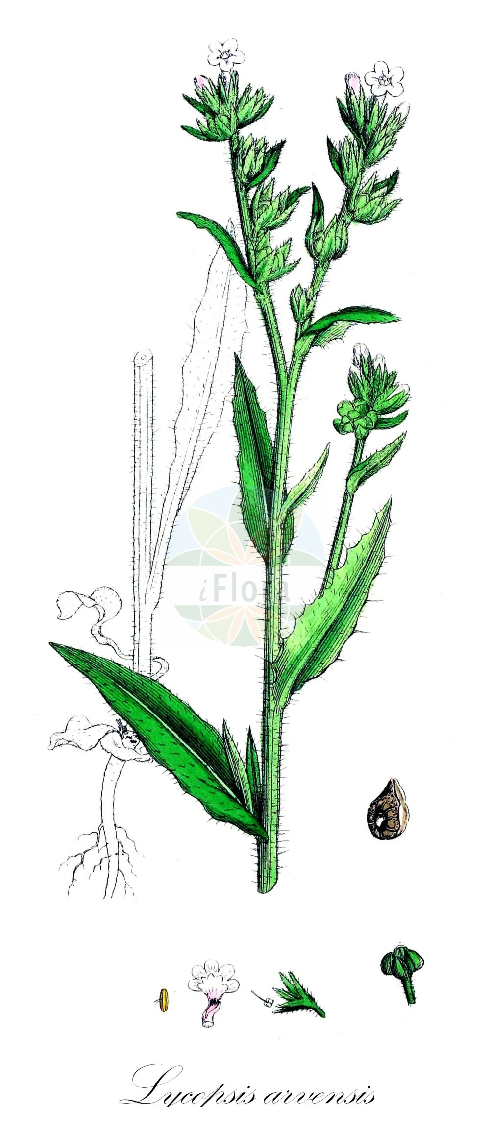 Historische Abbildung von Lycopsis arvensis (Acker-Krummhals - Bugloss). Das Bild zeigt Blatt, Bluete, Frucht und Same. ---- Historical Drawing of Lycopsis arvensis (Acker-Krummhals - Bugloss). The image is showing leaf, flower, fruit and seed.(Lycopsis arvensis,Acker-Krummhals,Bugloss,Anchusa arvensis,Anchusa guculeacii,Anchusa rigolei,Lycopsis arvensis,Lycopsis arvensis subsp. occidentalis,Acker-Krummhals,Bugloss,Common Bugloss,Small Bugloss,Wild Bugloss,Lycopsis,Boraginaceae,Raublattgewächse,Forget-me-Not family,Blatt,Bluete,Frucht,Same,leaf,flower,fruit,seed,Sowerby (1790-1813))