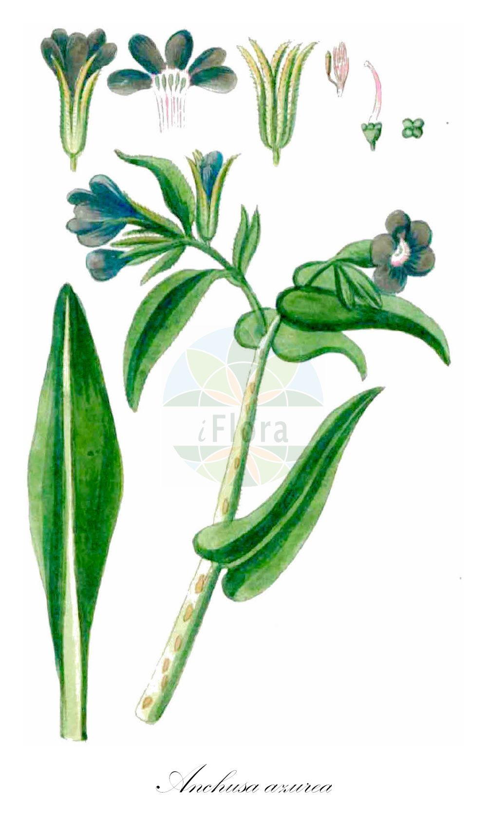 Historische Abbildung von Anchusa azurea (Italienische Ochsenzunge - Garden Anchusa). Das Bild zeigt Blatt, Bluete, Frucht und Same. ---- Historical Drawing of Anchusa azurea (Italienische Ochsenzunge - Garden Anchusa). The image is showing leaf, flower, fruit and seed.(Anchusa azurea,Italienische Ochsenzunge,Garden Anchusa,Anchusa azurea,Anchusa biceps,Anchusa italica,Anchusa macrocarpa,Anchusa macrophylla,Anchusa paniculata,Buglossum italicum,Buglossum vulgare,Italienische Ochsenzunge,Garden Anchusa,Italian Alkanet,Italian Bugloss,Large Blue Alkanet,Anchusa,Ochsenzunge,Bugloss,Boraginaceae,Raublattgewächse,Forget-me-Not family,Blatt,Bluete,Frucht,Same,leaf,flower,fruit,seed,Gesellschaft Kraeuterkenner (1778-1794))
